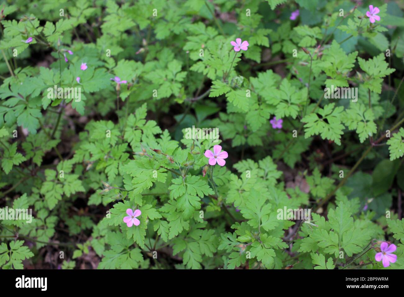 Fern like leaves hires stock photography and images Alamy