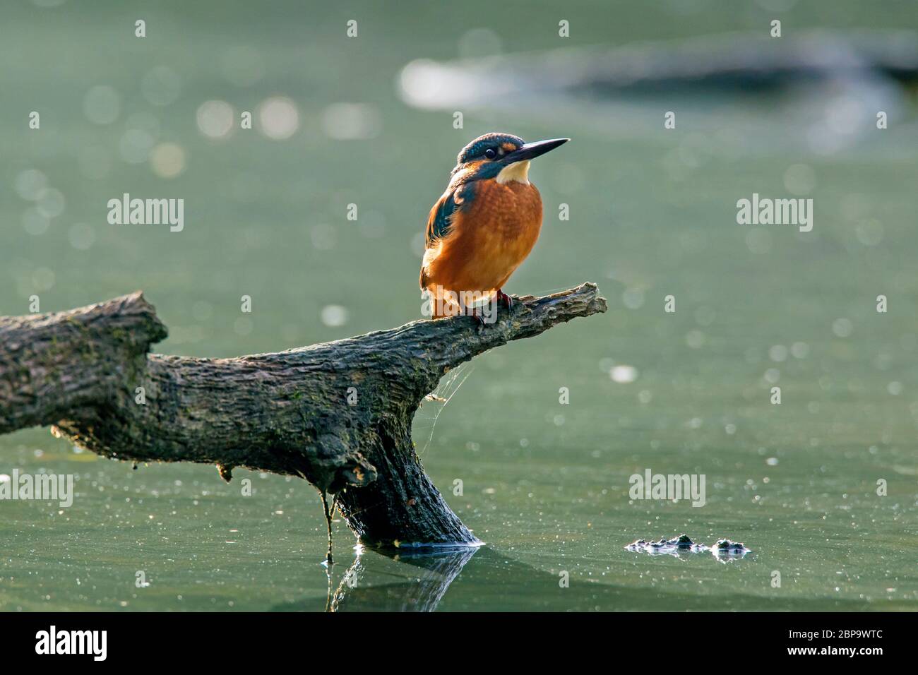 Common kingfisher / Eurasian kingfisher (Alcedo atthis) male perched on branch over water of pond Stock Photo