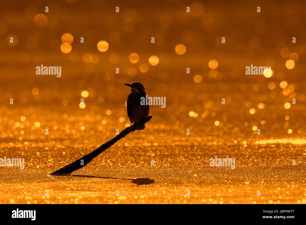 Common kingfisher / Eurasian kingfisher (Alcedo atthis) female perched on branch over water of pond at sunset Stock Photo