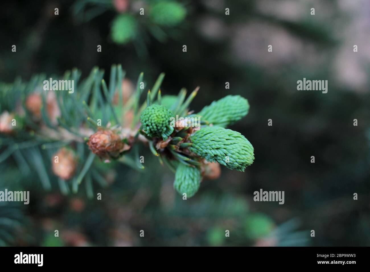 Flowers of the conifers (spruce, fir) called strobili. Closeup of a