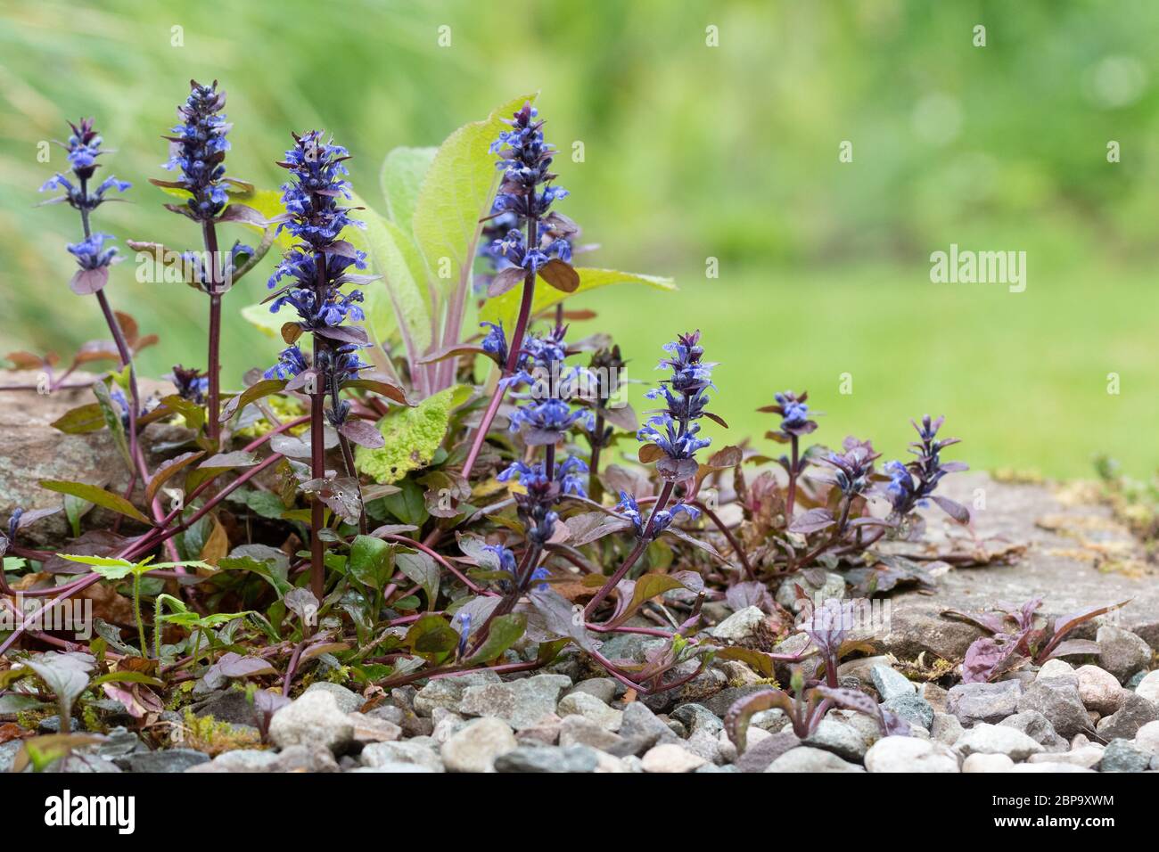 Ajuga reptans bugle ground cover plant in UK garden Stock Photo Alamy
