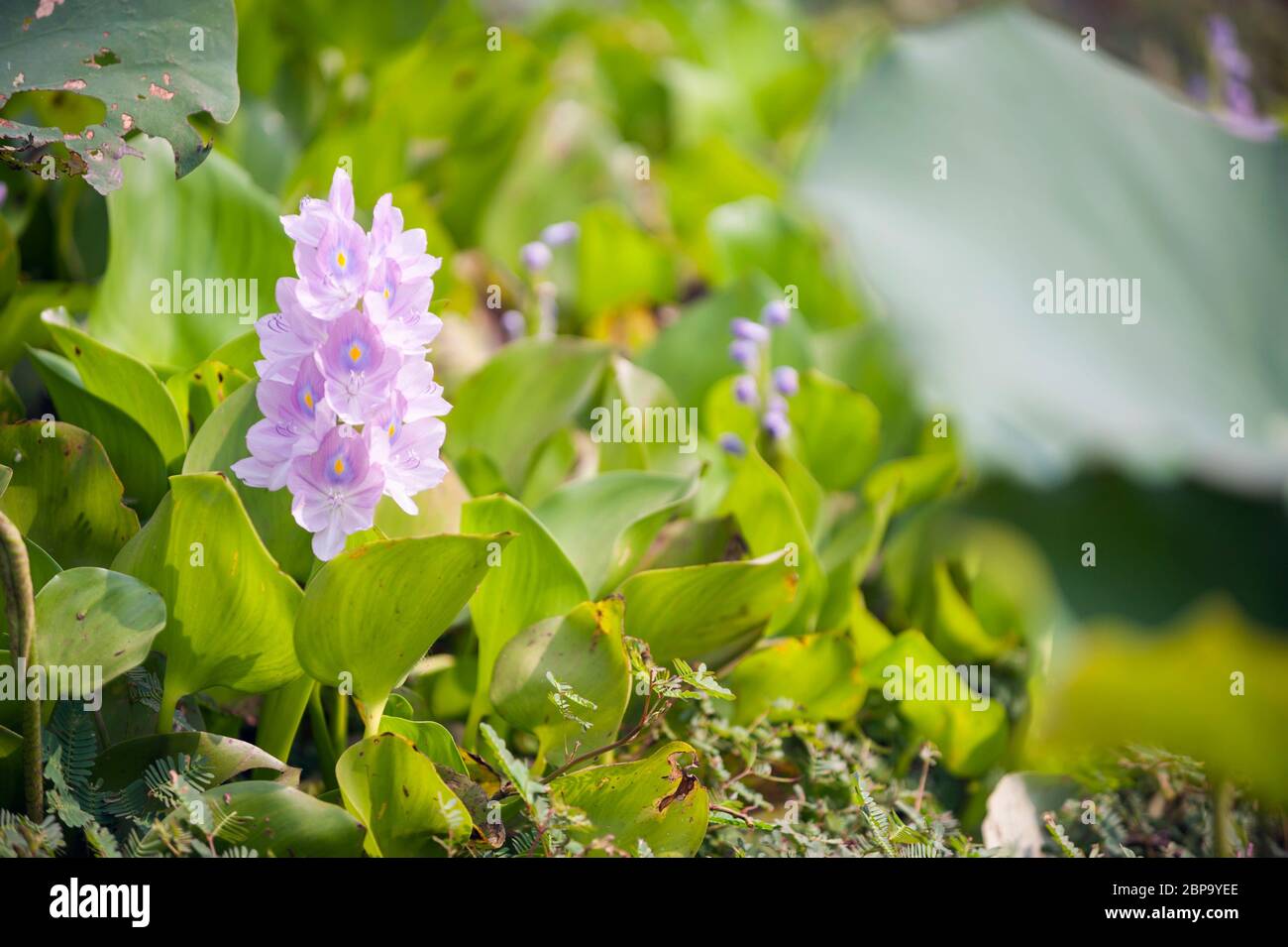 Common water hyacinth, Eichhornia crassipes Stock Photo Alamy