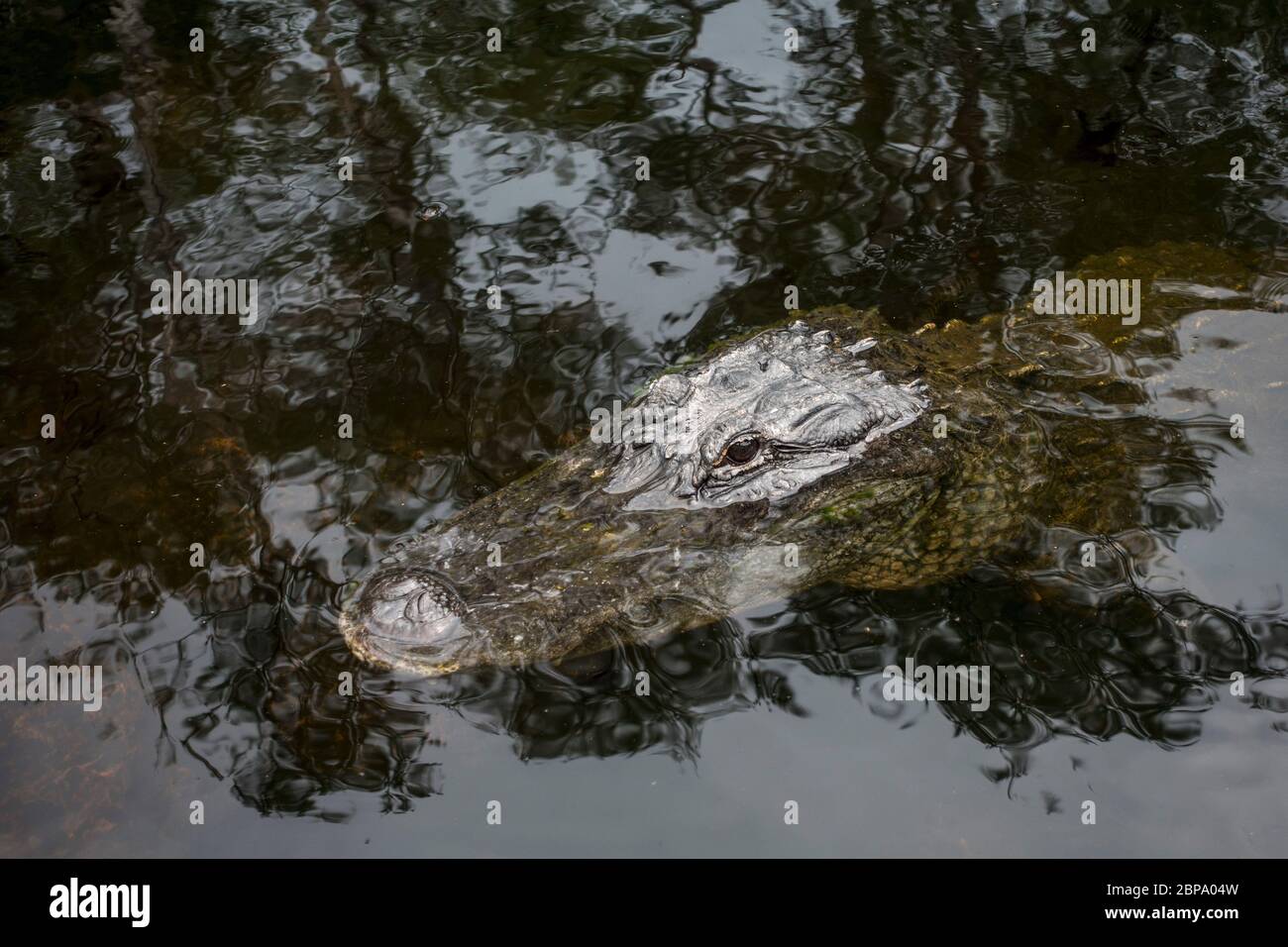 American Alligator floats in quiet water deep in cypress forest swamp, The Big Cypress Preserve, Everglades, Florida. Stock Photo