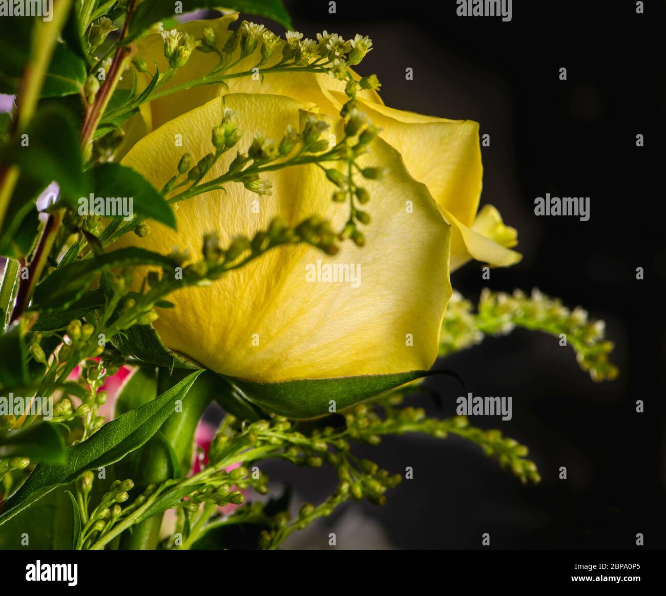Bright blooming yellow rose in a bouquet of fresh flowers on a black background Stock Photo