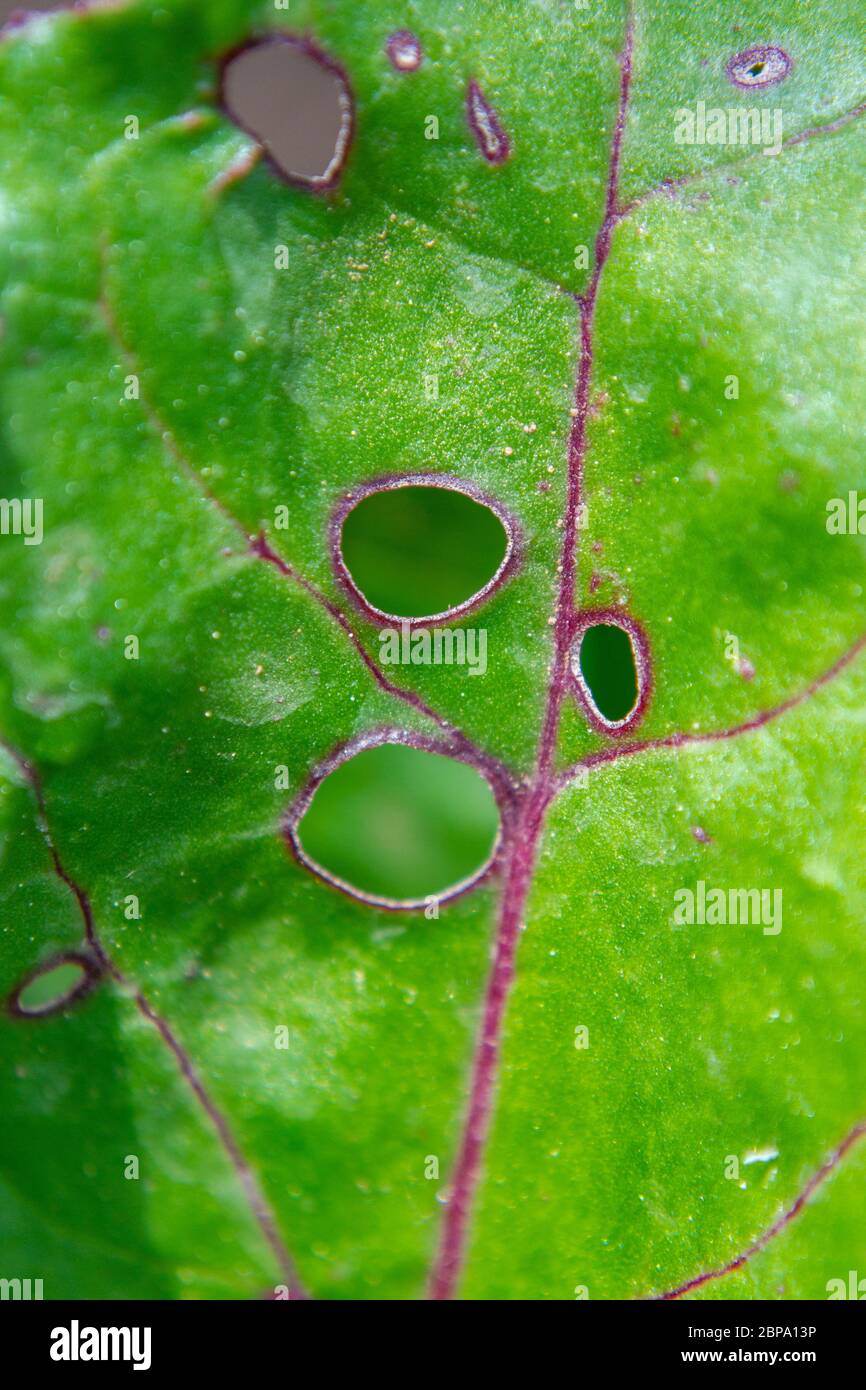 Cercospora beticola leaf white spots on red swiss chard Stock Photo