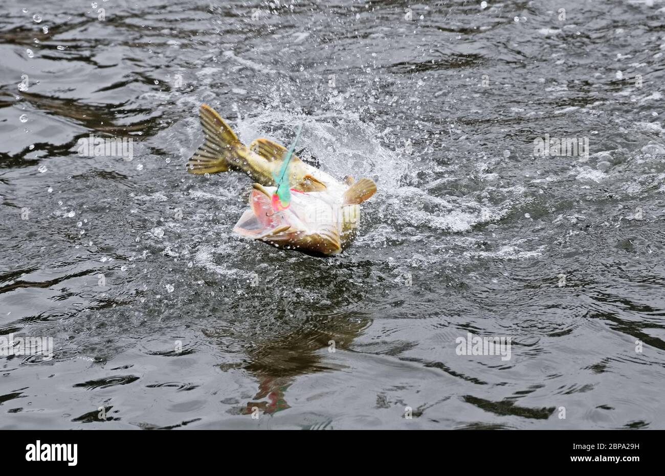 Hooked northern pike caught by a flyfisherman fighting and jumping out of the sea and splashing water around with colorful pike fishing fly in its mou Stock Photo