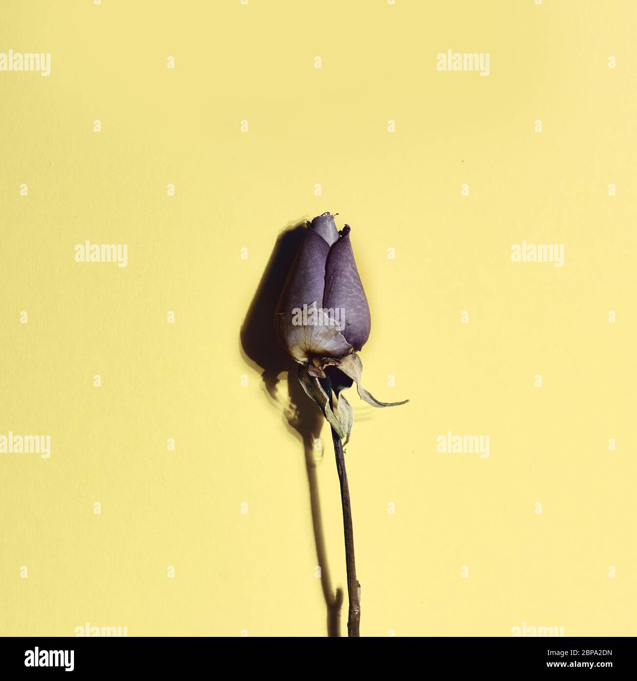 withered rose on a yellow background Stock Photo - Alamy