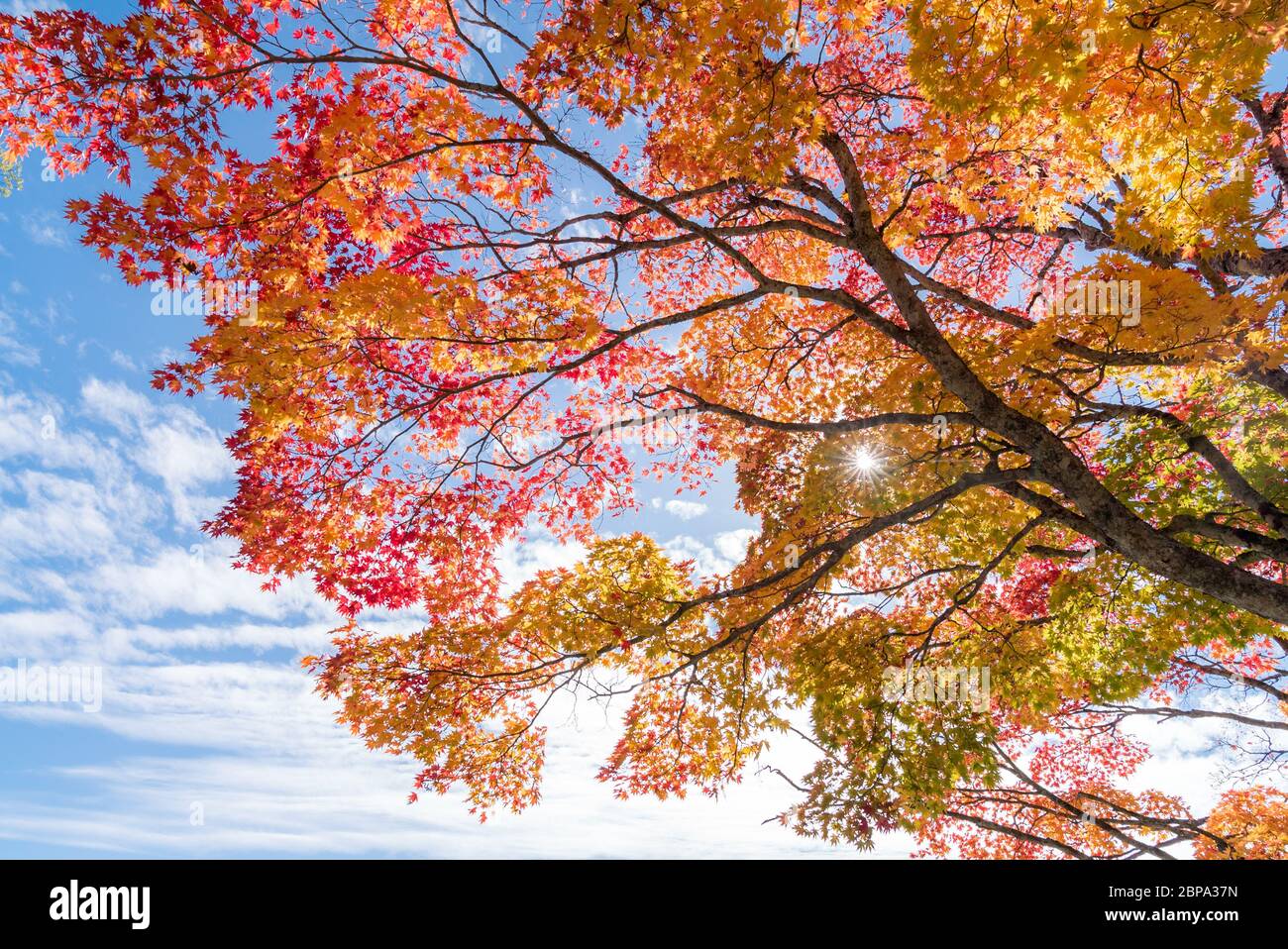 Red leave of maple tree for autumn fall background Stock Photo - Alamy
