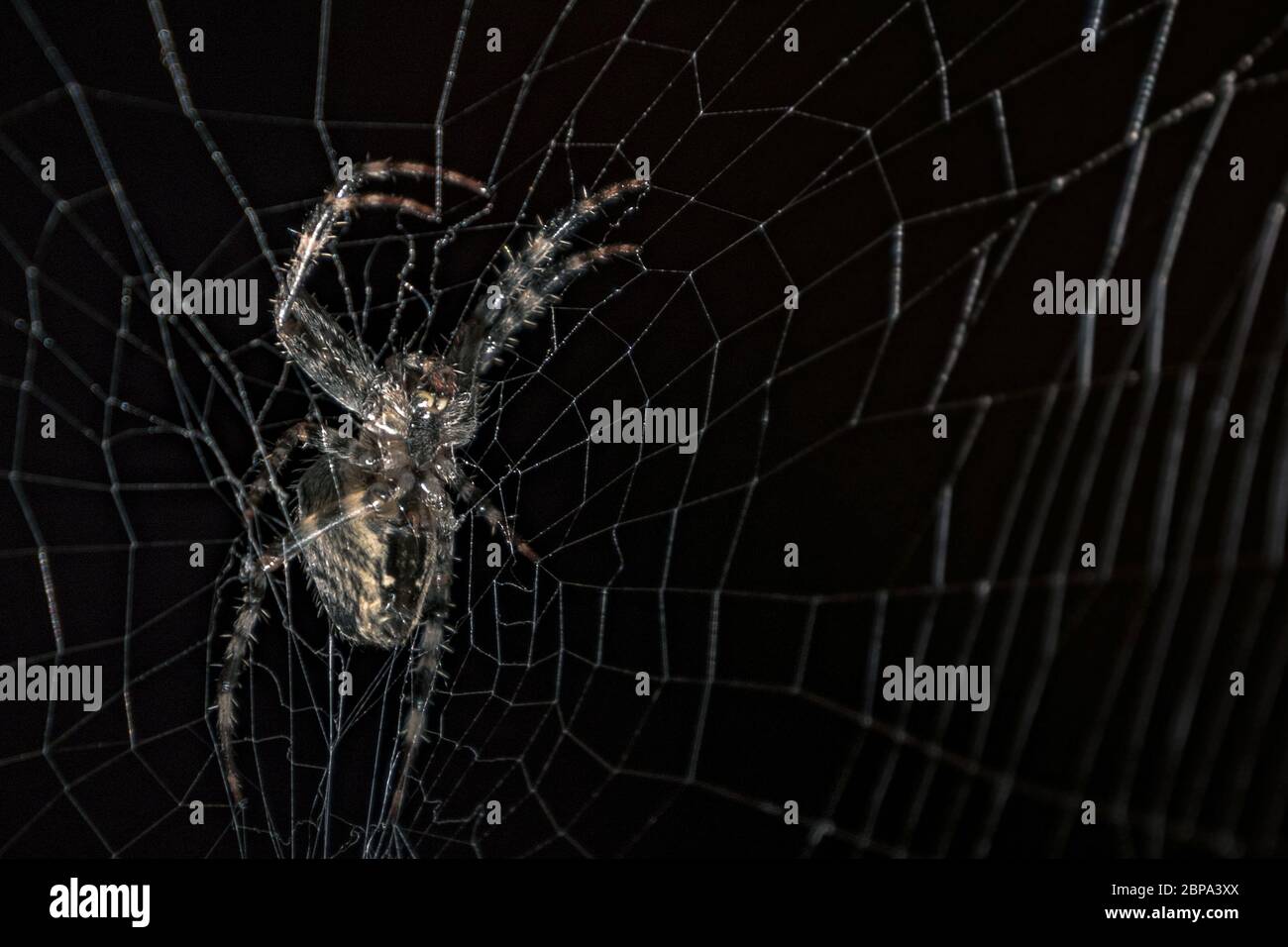 Spider in a black background. Spider on web a macro wildlife background ...