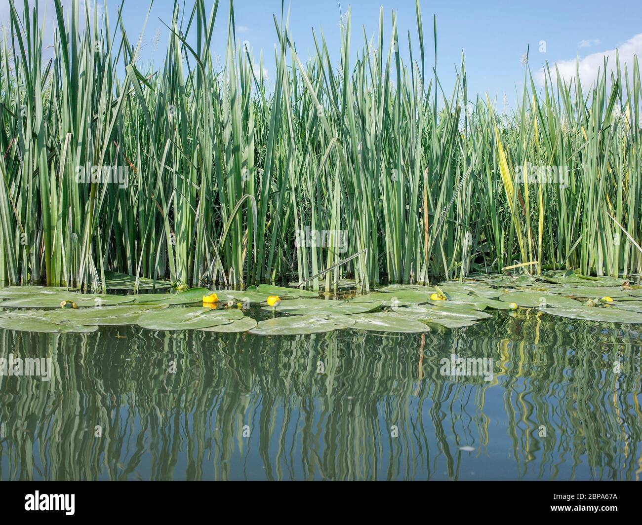 River Thames bank of reeds- Oxfordshire- UK Stock Photo