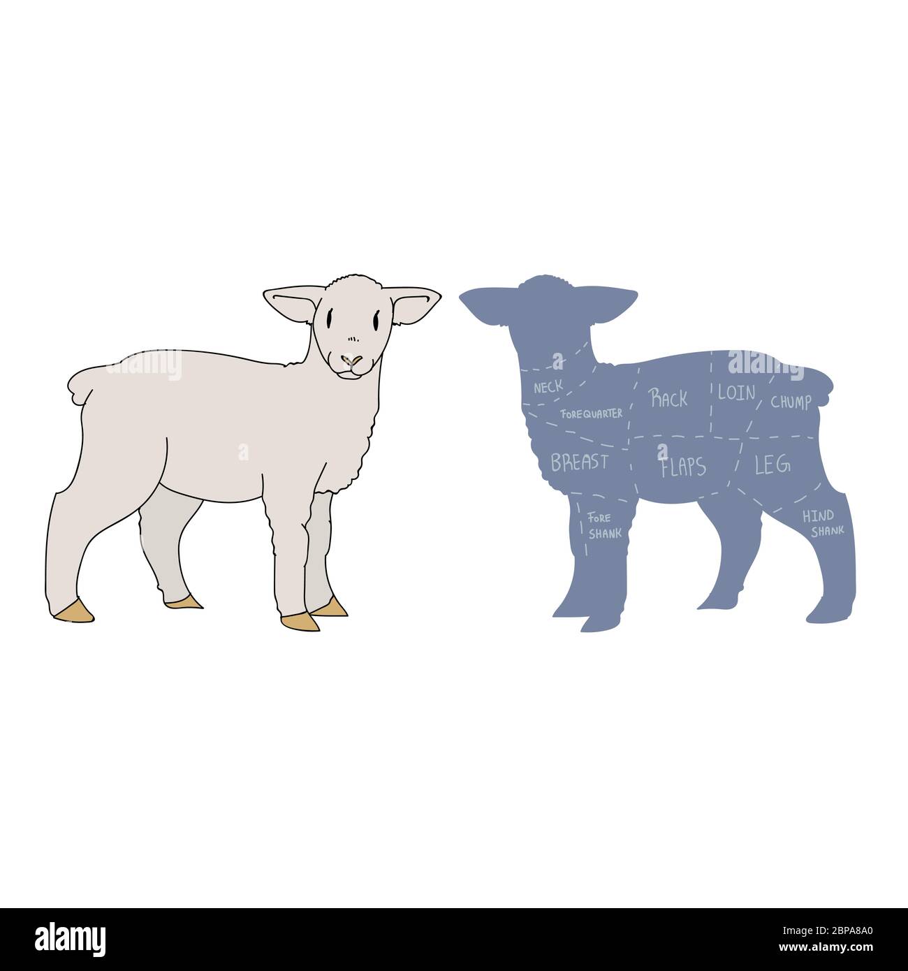 Cute french farmhouse lamb with butcher chart vector clipart. Hand drawn shabby chic style country farm kitchen. Illustration of mutton farm animal Stock Vector