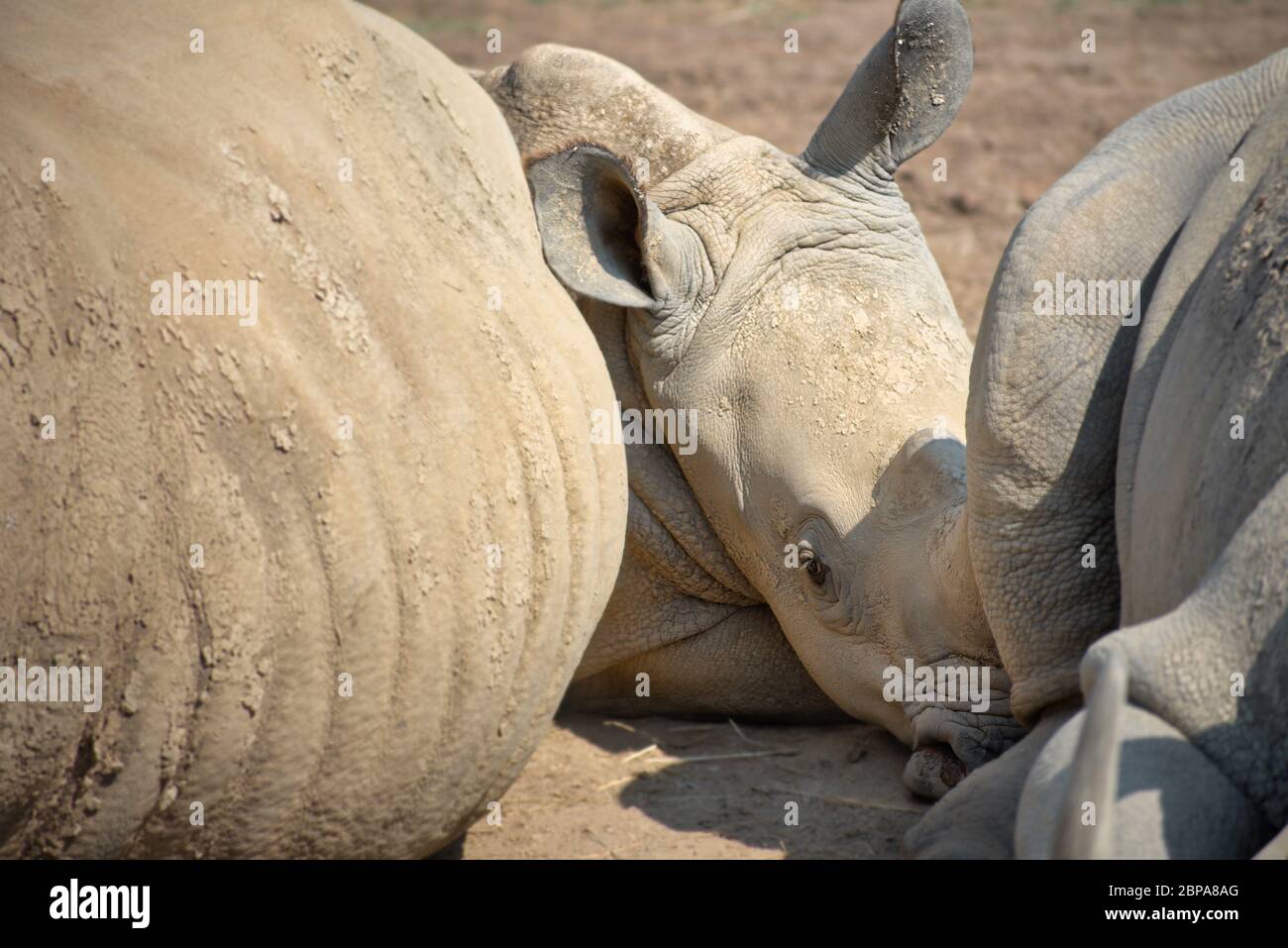 Baby white rhino lying down, framed between parents. Curious Ceratotherium simum simum rhinocerous laying on ground. African safari animals, endangere Stock Photo