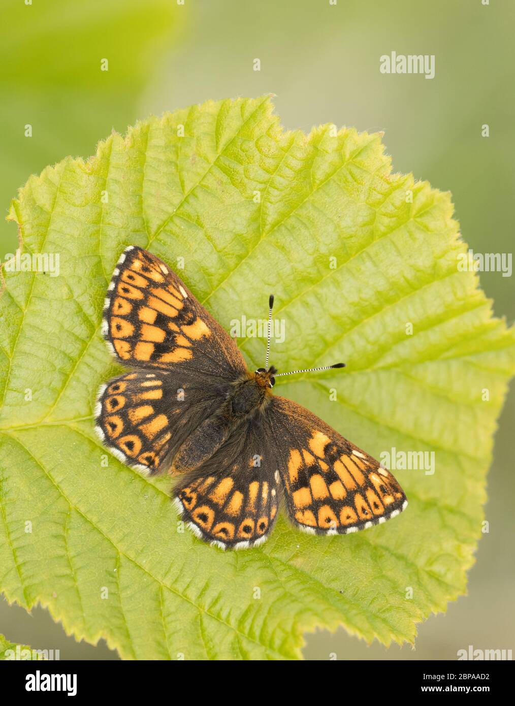 A Duke of Burgundy butterfly (Hamearis lucina) basking on a hazel leaf with its wings open, taken on Cleeve Hill, Cheltenham, Gloucestershire, UK Stock Photo