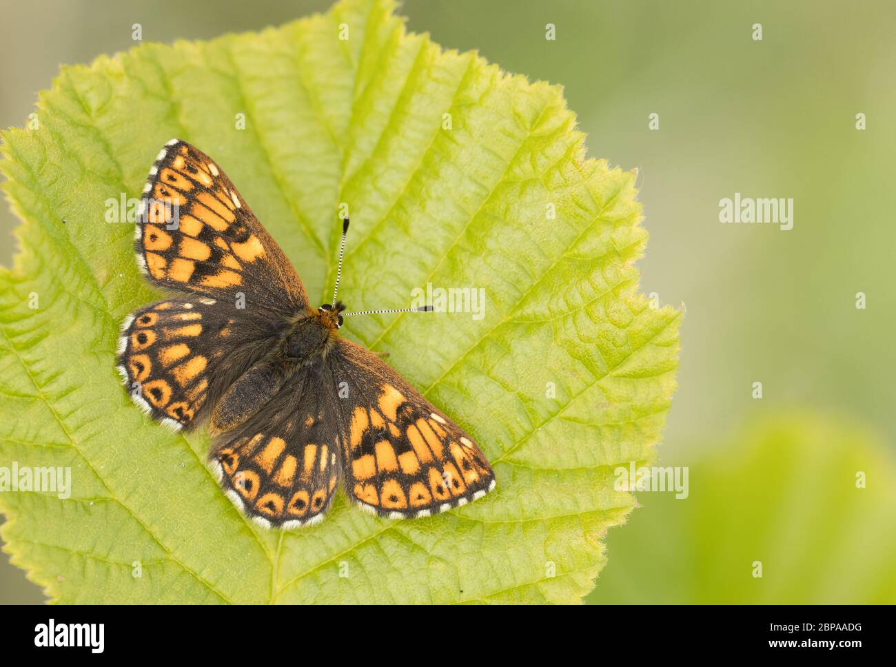 A Duke of Burgundy butterfly (Hamearis lucina) basking on a hazel leaf with its wings open, taken on Cleeve Hill, Cheltenham, Gloucestershire, UK Stock Photo
