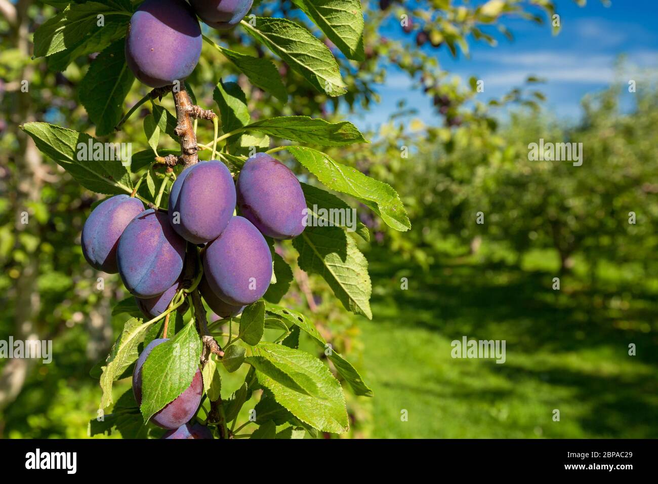 Ripe plums hanging on tree in a farm orchard Stock Photo Alamy