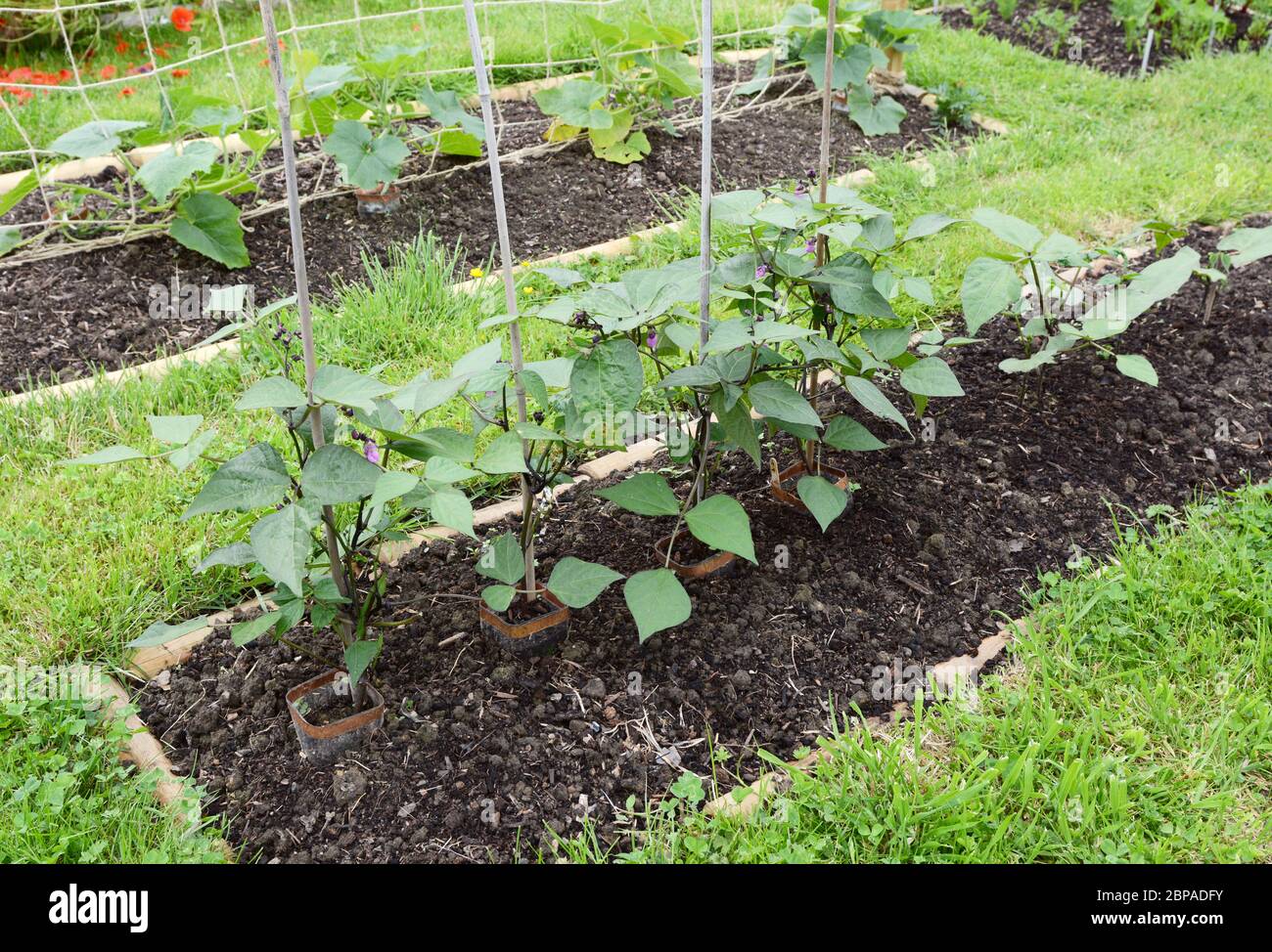 Row of dwarf French bean plants successional sowing results in
