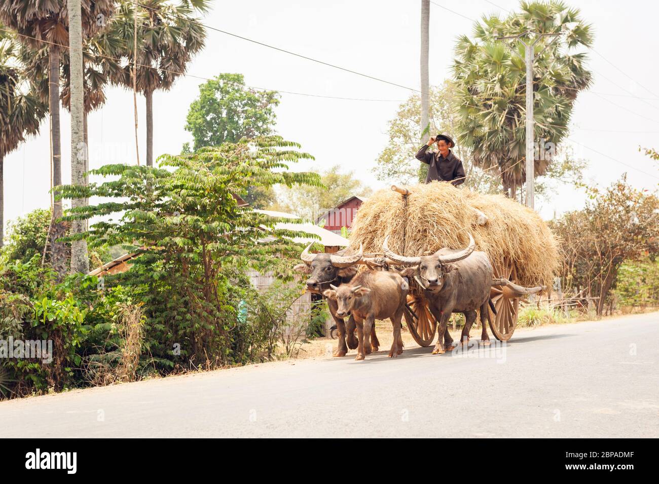 Bubalus bubalis, Water buffalo pulling a hay cart, Kampong Cham Province, Cambodia, Southeast Asia Stock Photo