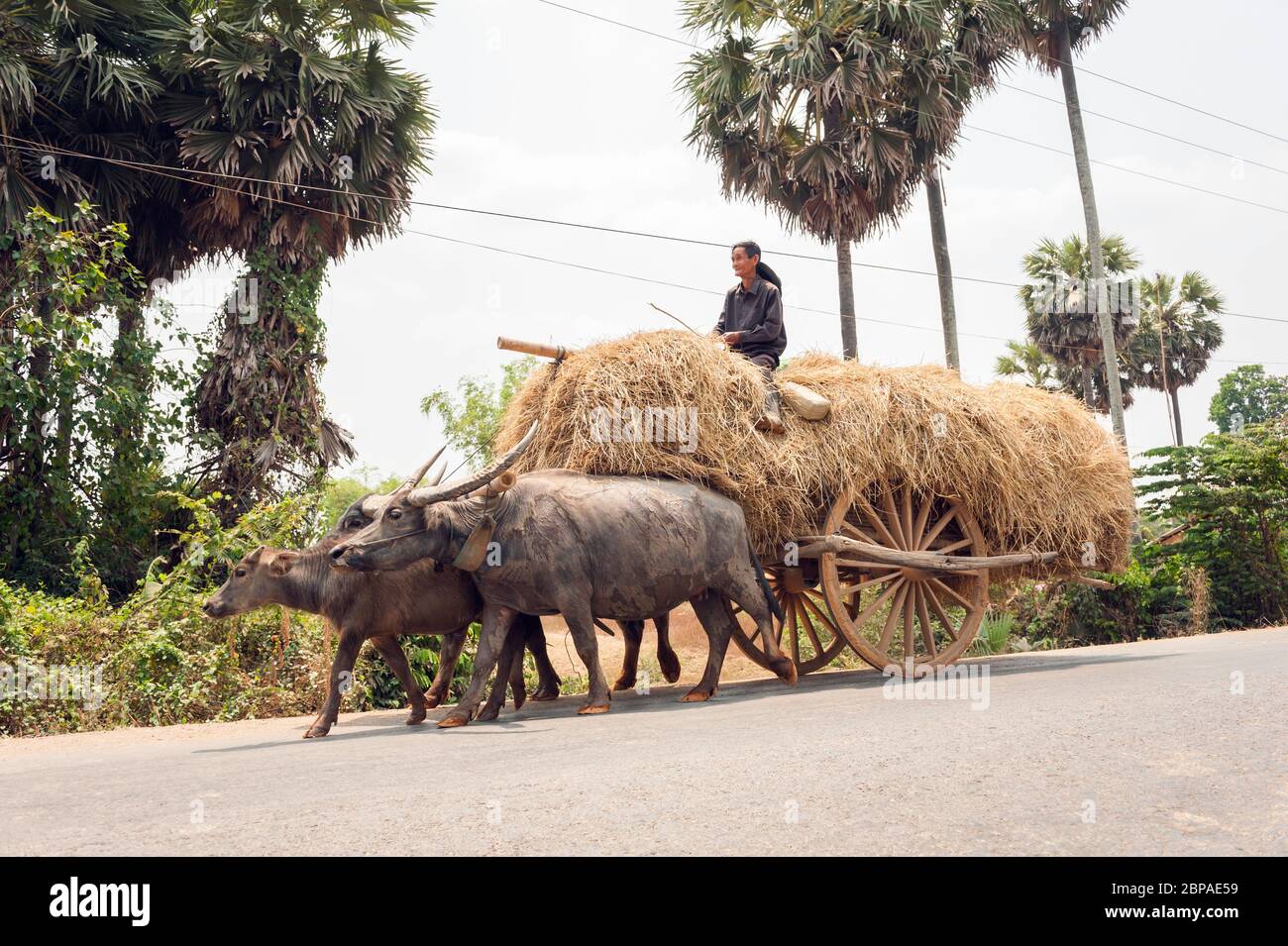 Bubalus bubalis, Water buffalo pulling a hay cart, Kampong Cham Province, Cambodia, Southeast Asia Stock Photo