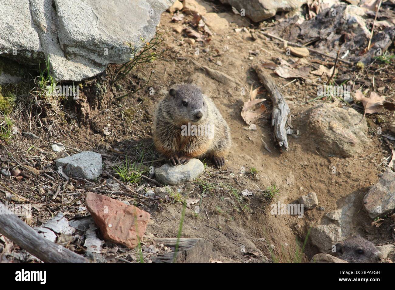 Baby woodchuck hires stock photography and images Alamy