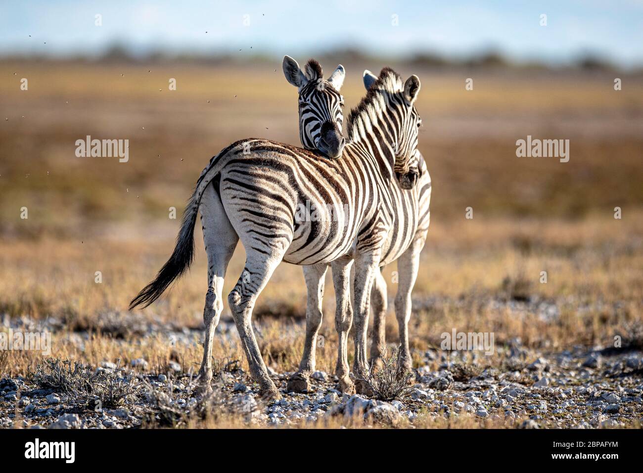 Zebra pan namib desert namibia hi-res stock photography and images - Alamy