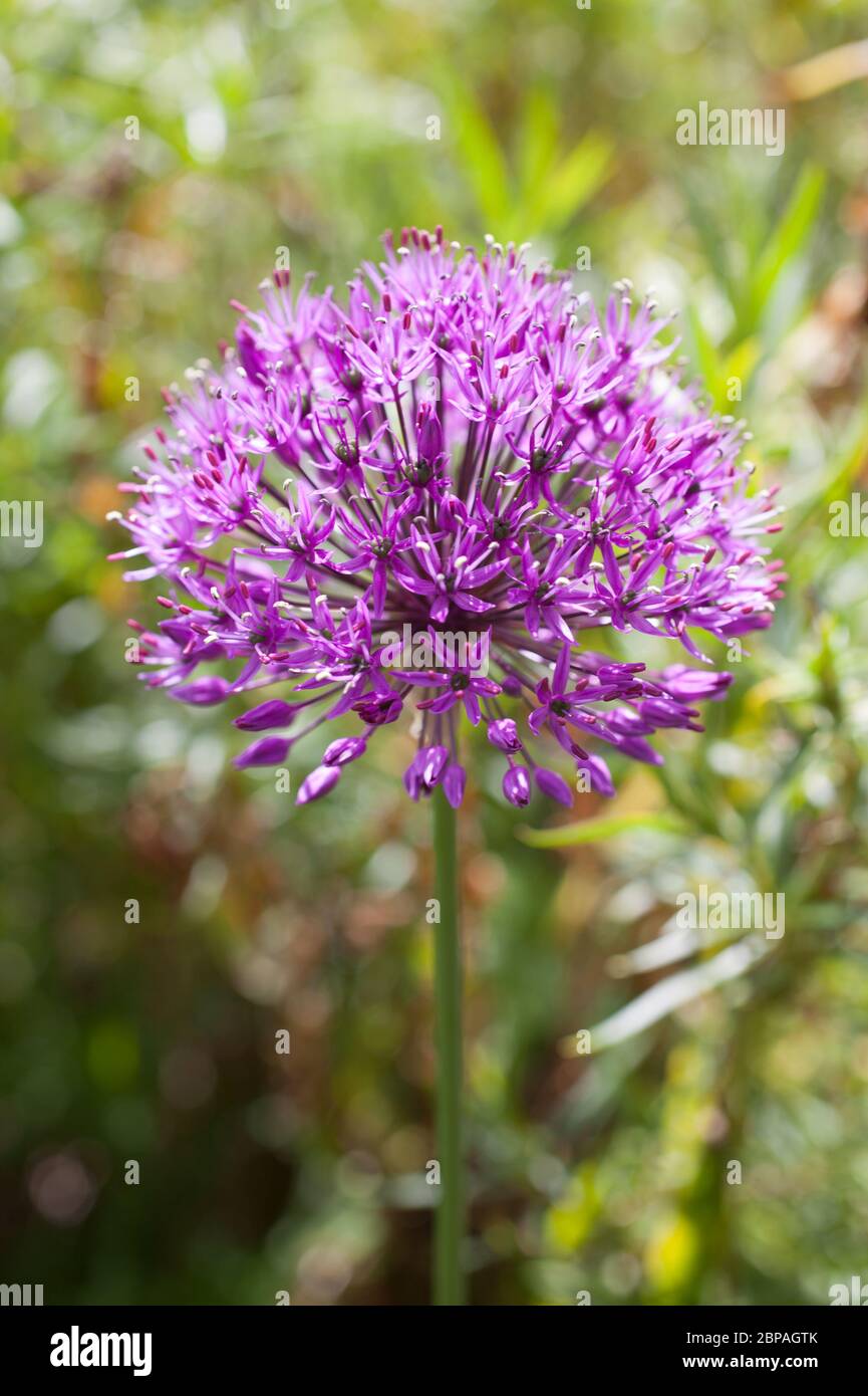 A Giant Onion Flower in full bloom Stock Photo Alamy