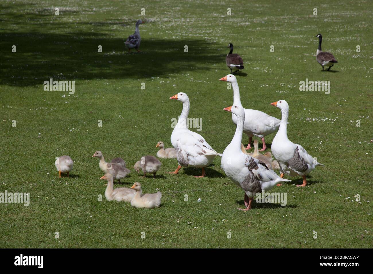 Geese with their goslings in a park in Abingdon, Oxfordshire, UK Stock Photo