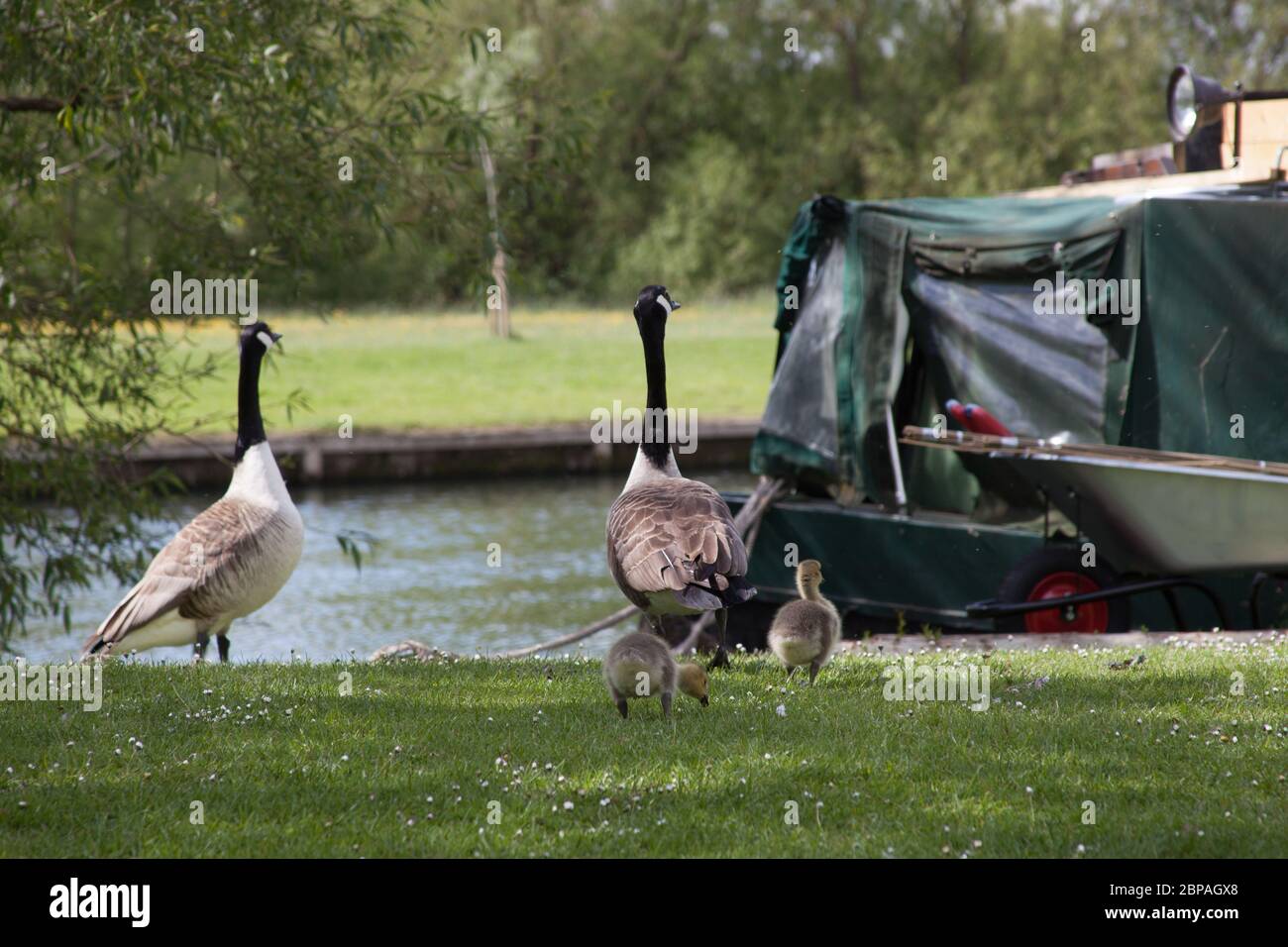 Geese with their goslings by the Thames River in Abingdon, Oxfordshire, UK Stock Photo