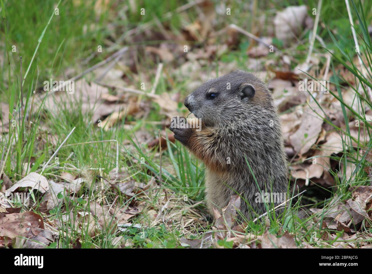 Young woodchuck eating grass Stock Photo Alamy