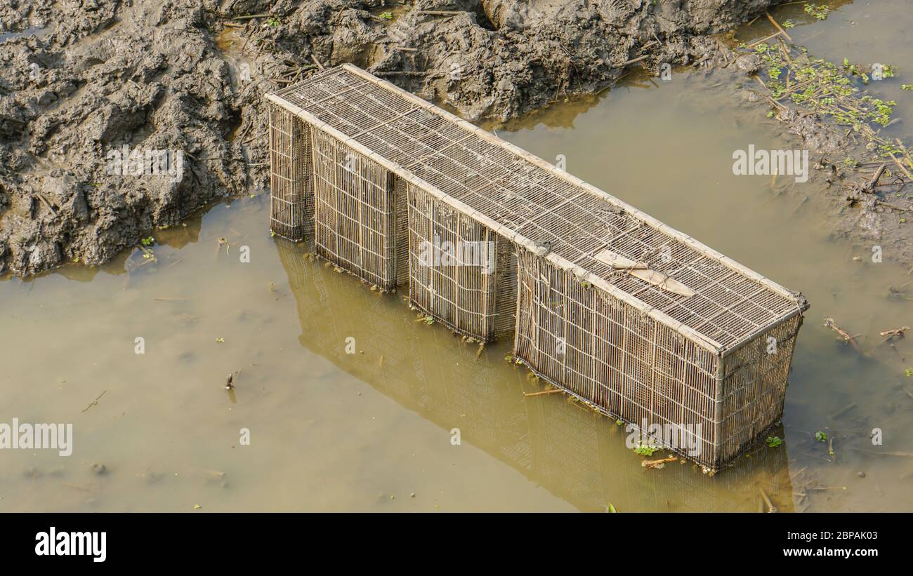 Bangladeshi Fish catching instrument. Fish Trapping in bamboo cage. Stock Photo
