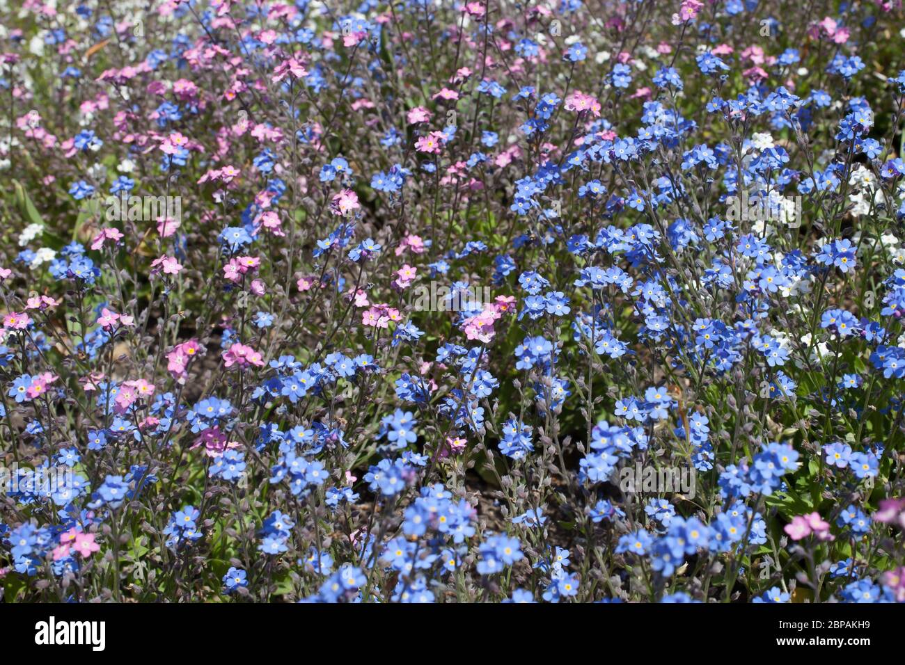 Pink and blue Botanical name Myosotis Arvensis Stock