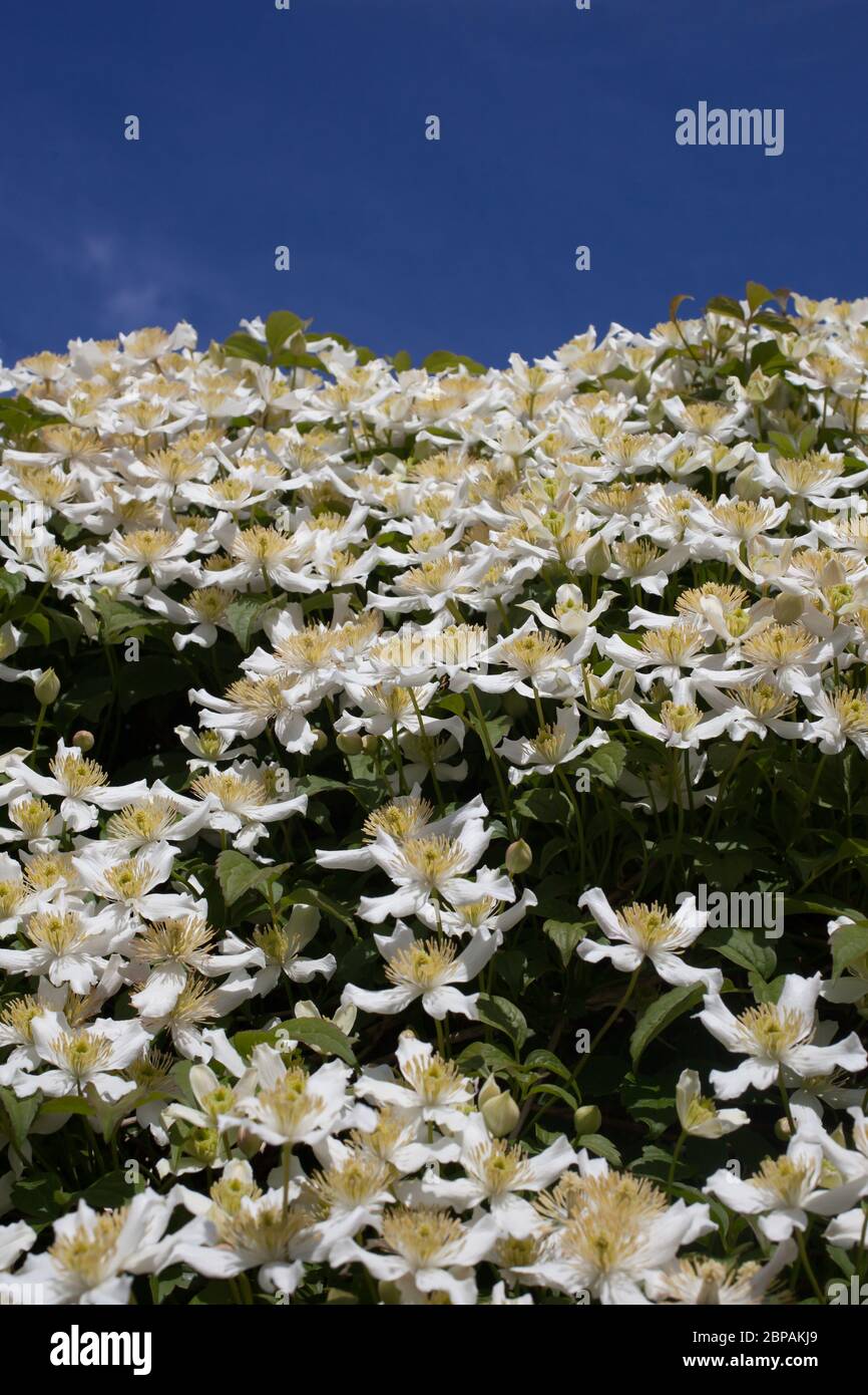 The white flowers of a Anemone Clematis, botanical name Clematis Montana Stock Photo