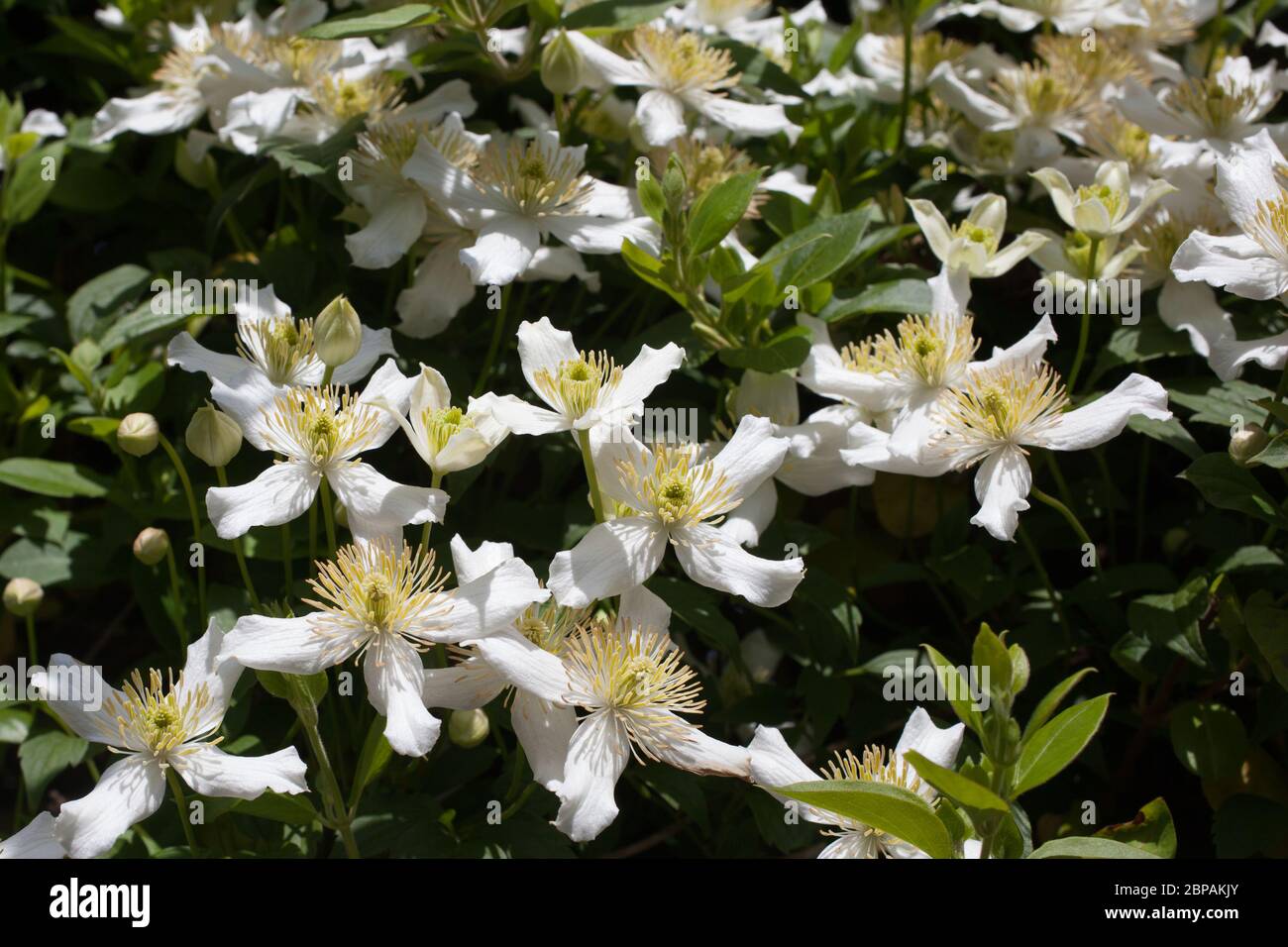 The white flowers of a Anemone Clematis, botanical name Clematis Montana Stock Photo