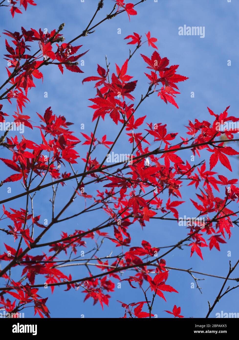 The red leaves of a Japanese Maple tree, botanical name Acer Palmatum