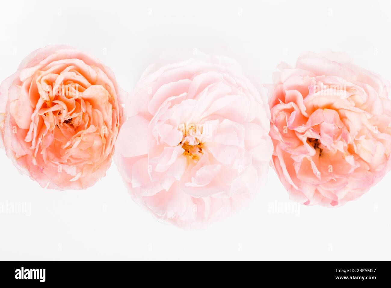 Beautiful pink rose close hi-res stock photography and images - Alamy