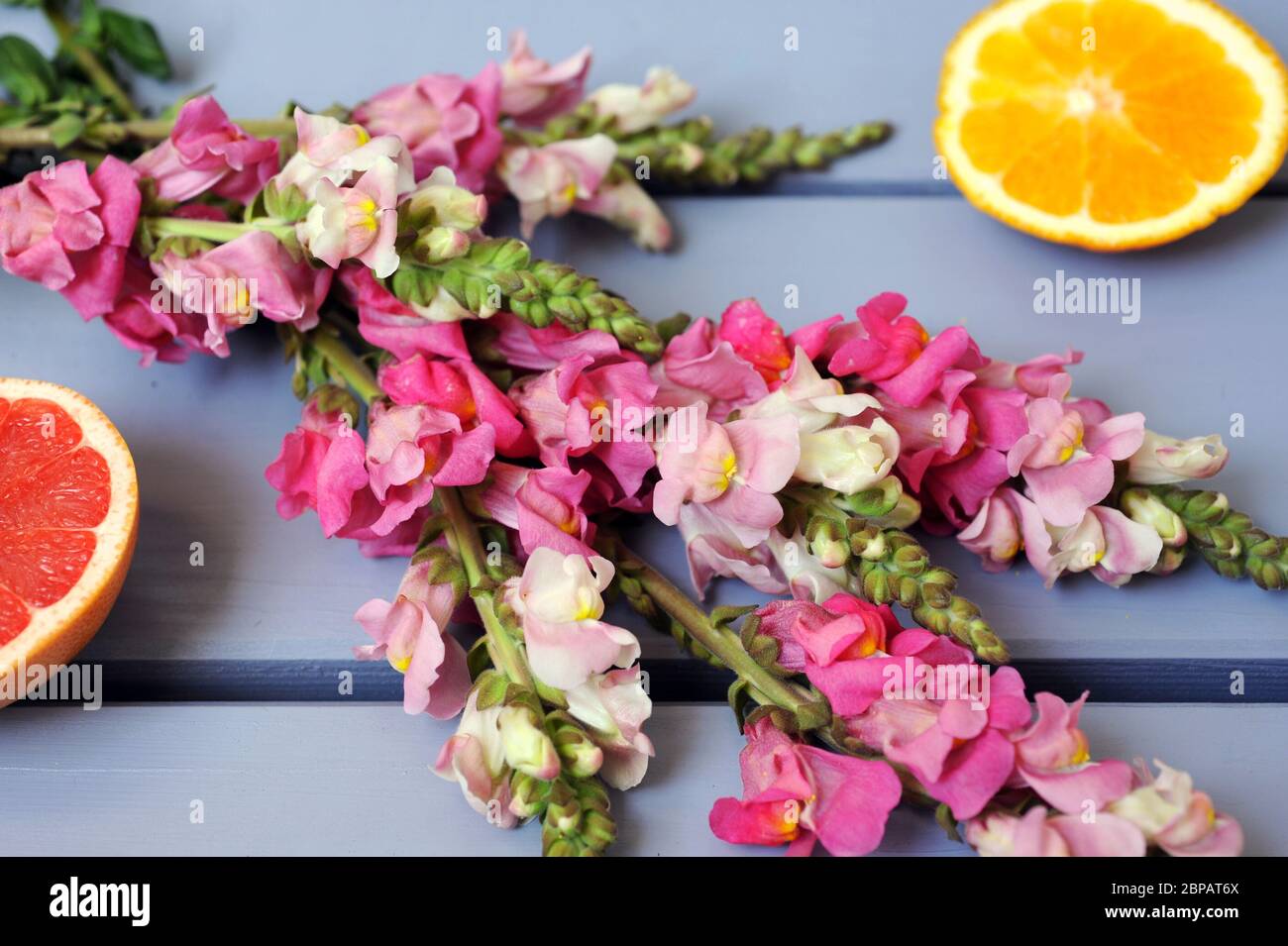 Beautiful Snapdragon Flowers Stock Photo Alamy Beautiful Snapdragon Flowers Stock Photo Alamy
