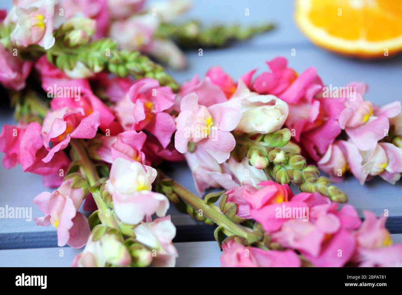 beautiful snapdragon flowers Stock Photo
