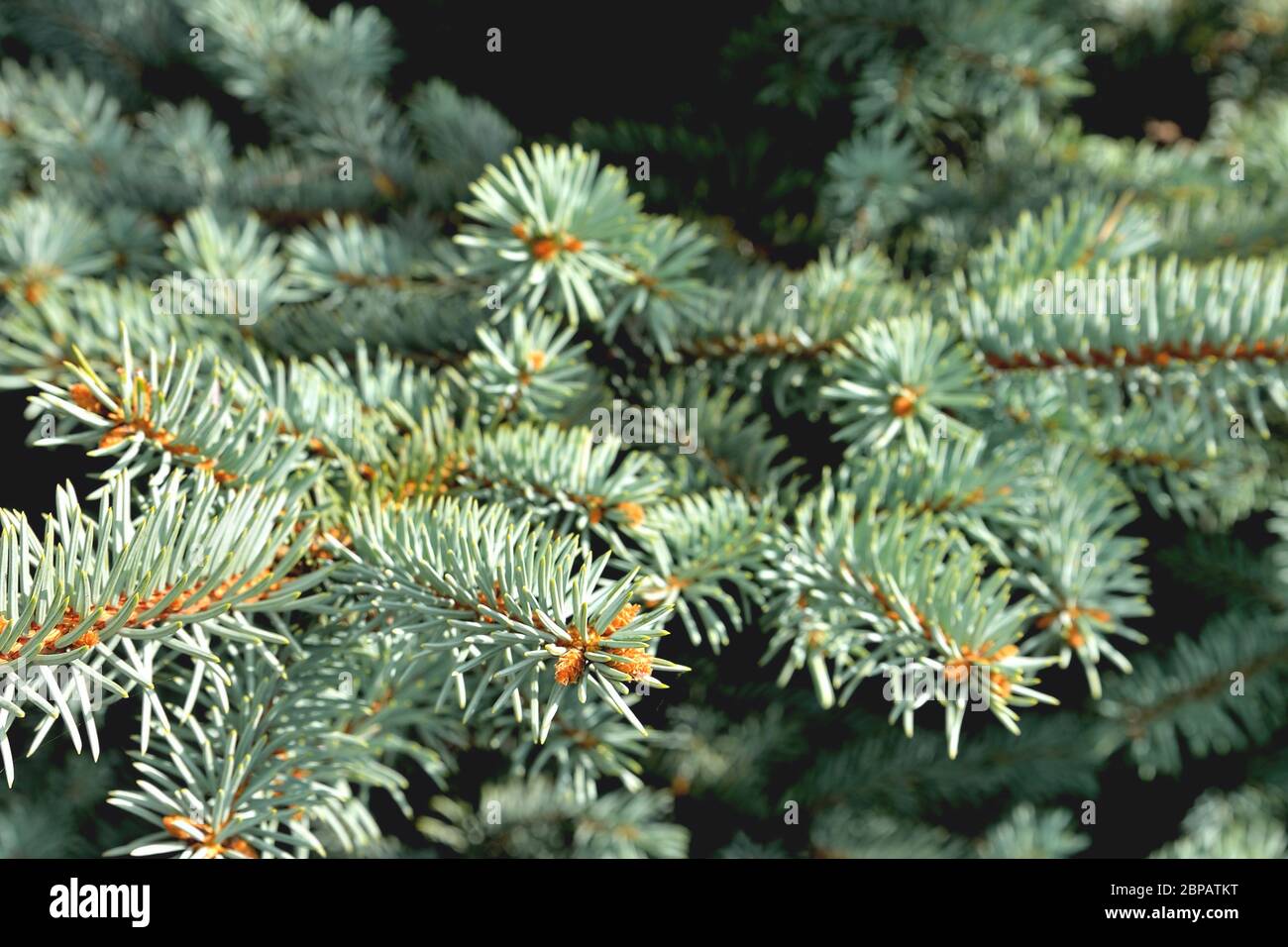 natural branches of blue spruce in the sunlight close-up Stock Photo