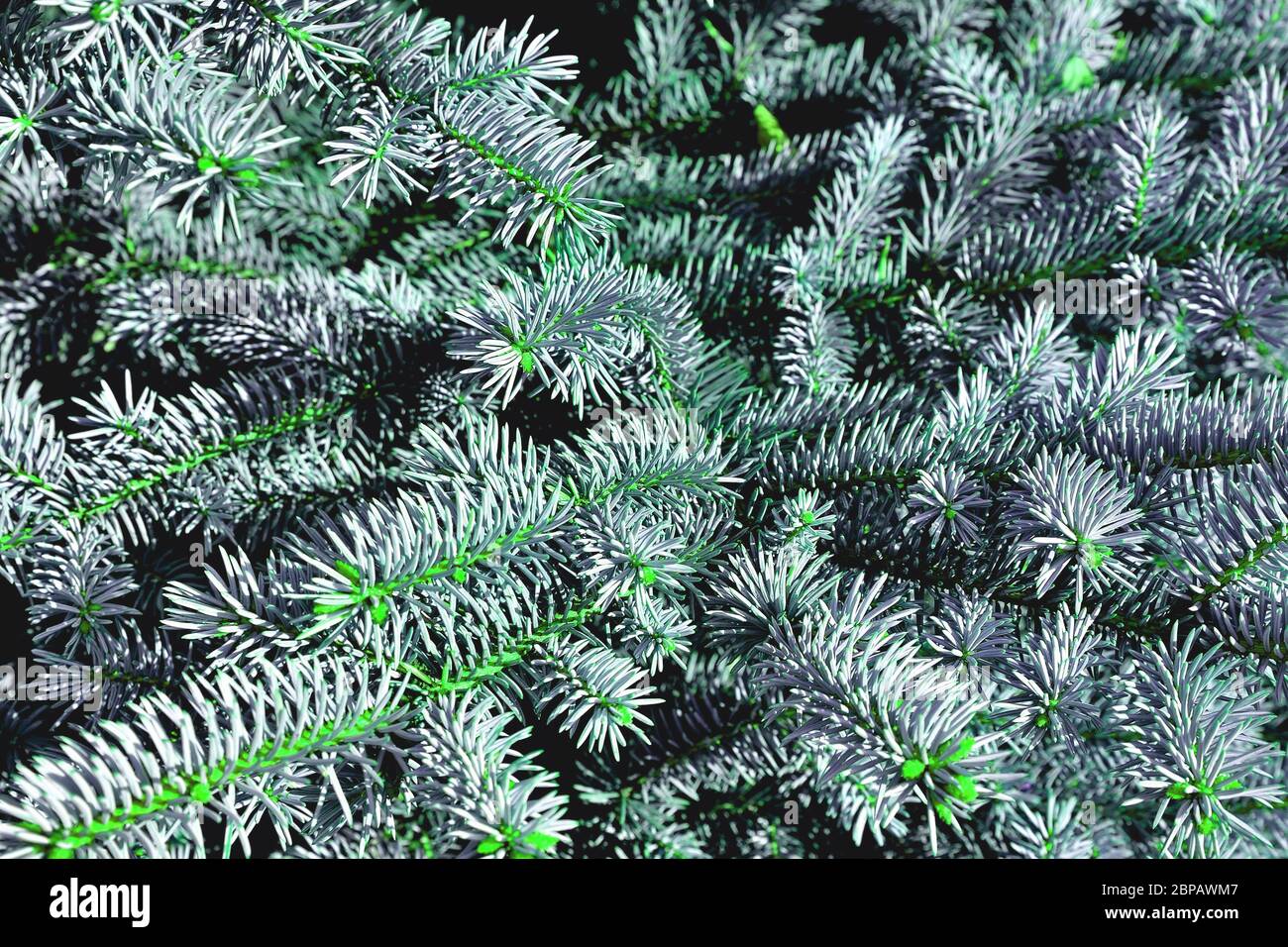 natural branches of blue spruce in fantasy colors for creativity in the rays of the sunlight close-up Stock Photo