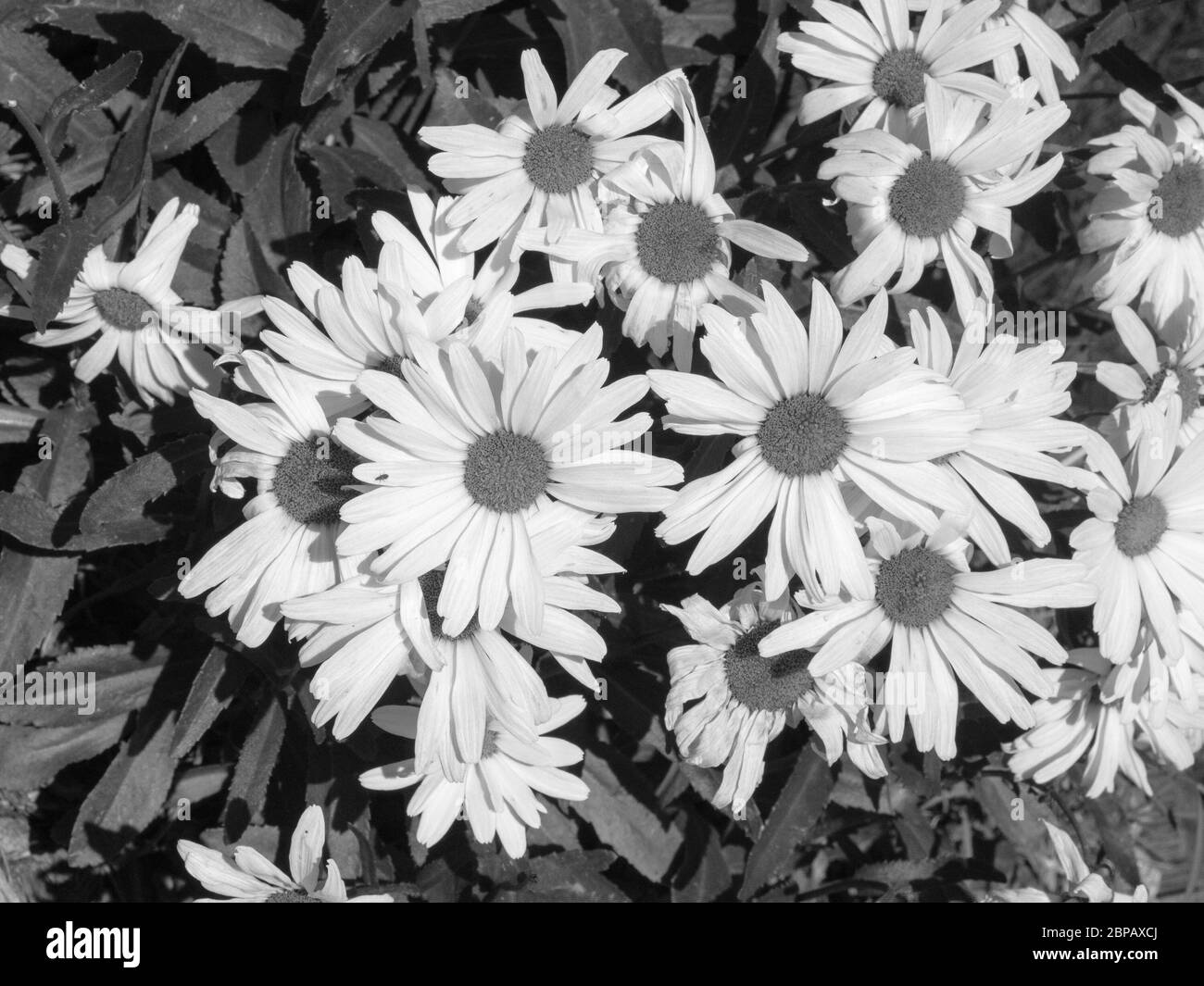 Black and white of daisies. Stock Photo