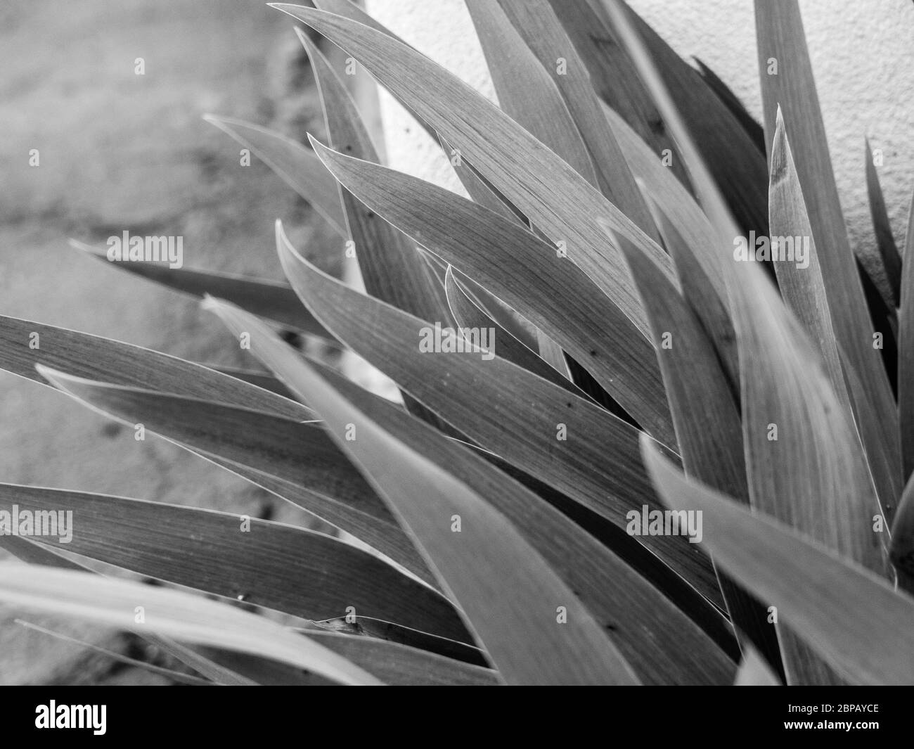 Black and white image of plant leaves. Stock Photo