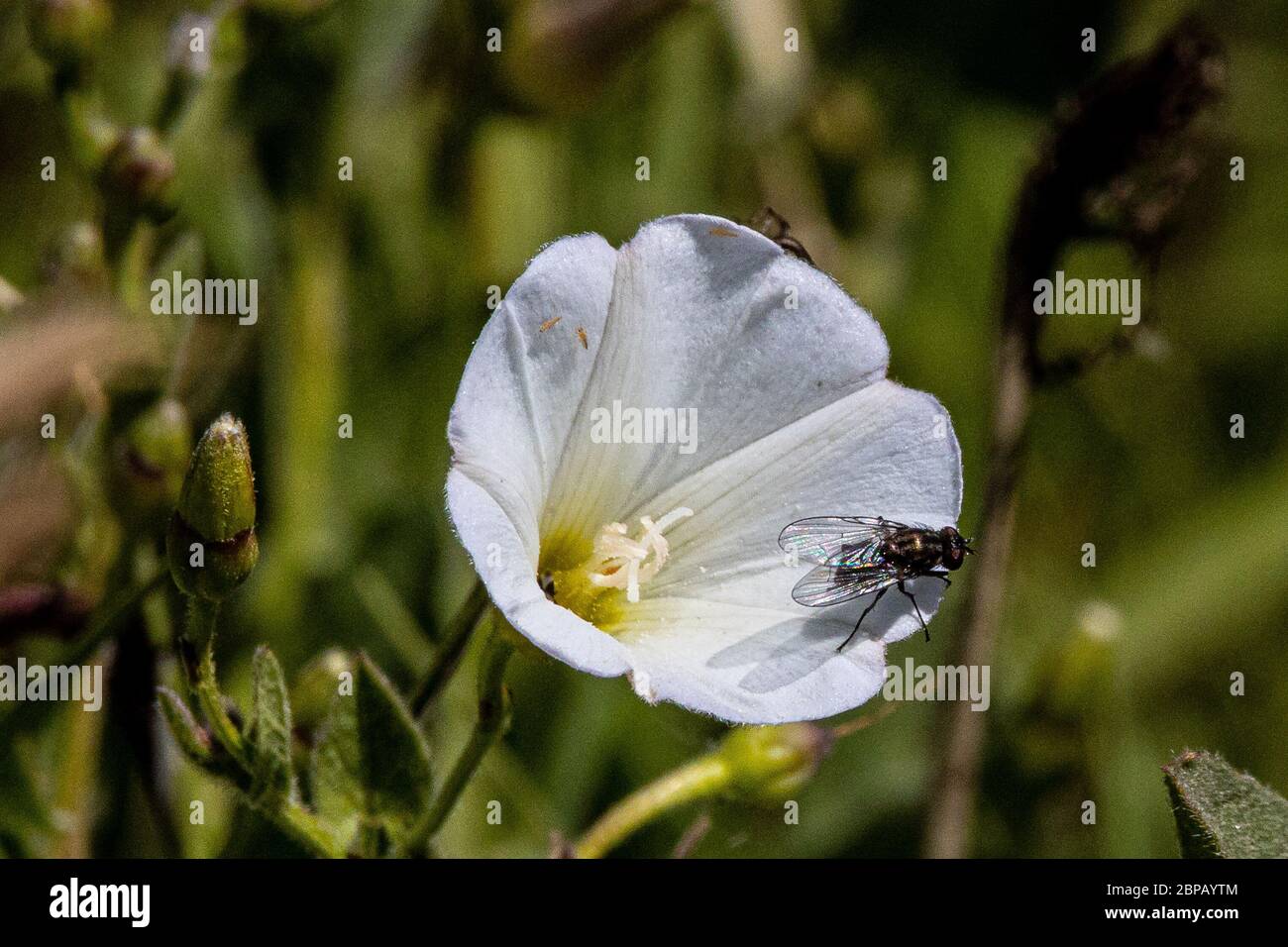 A Fly and other small insects gather on a Morning Glory flower (Convolvulus sepium) in California's Merced National Wildlife Refuge USA Stock Photo