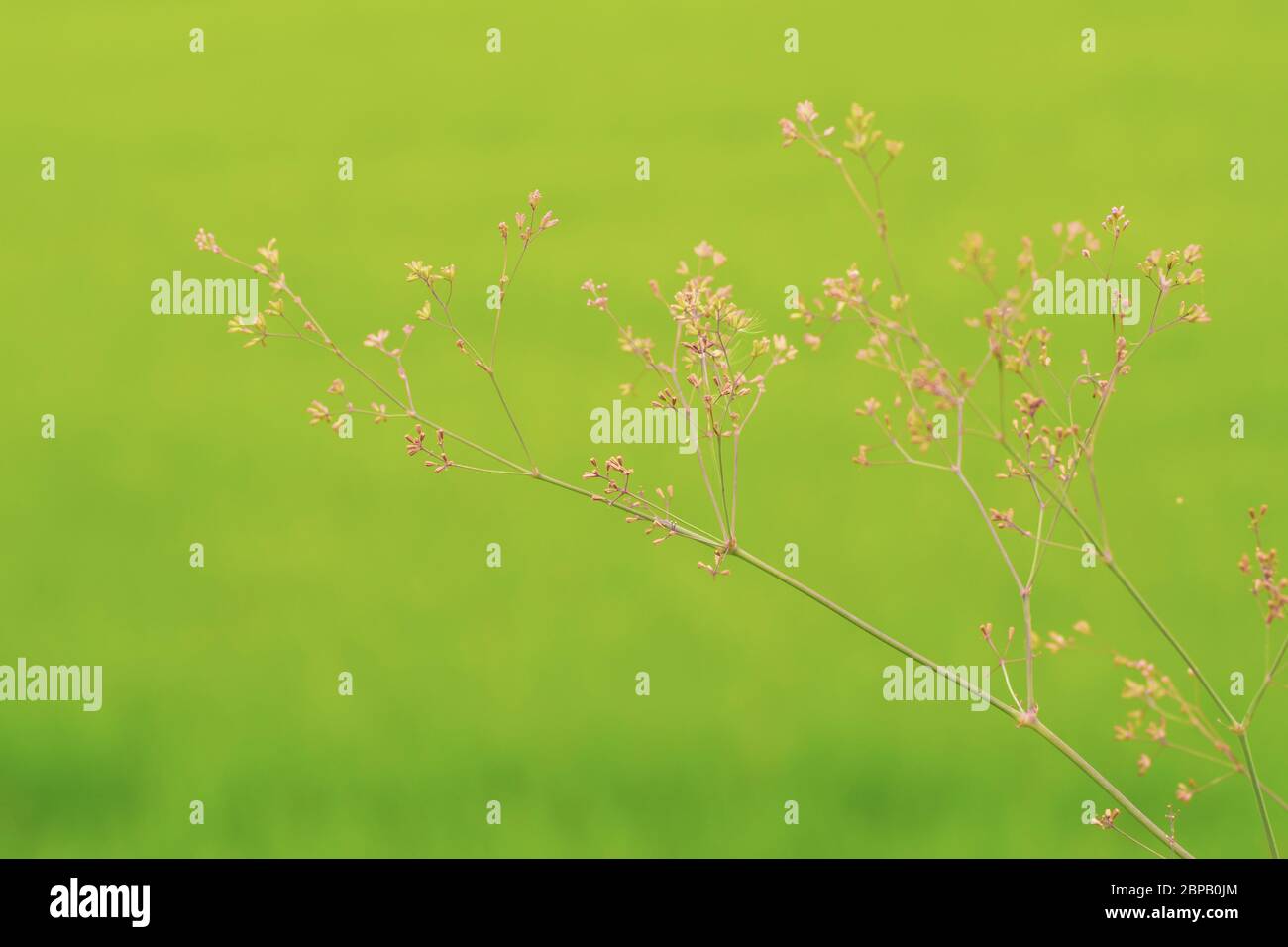 Green grass blowing in hi-res stock photography and images - Alamy