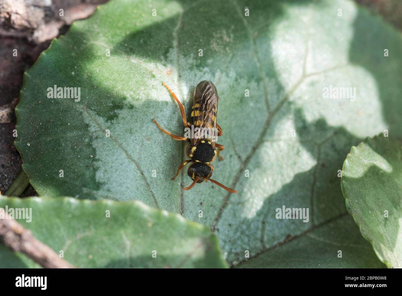 Nomad bee (Nomada sp) perched on a leaf Stock Photo