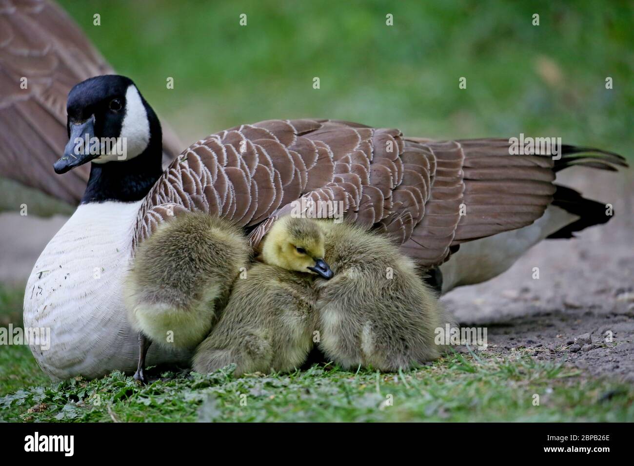 Canada goose red yellow cheap