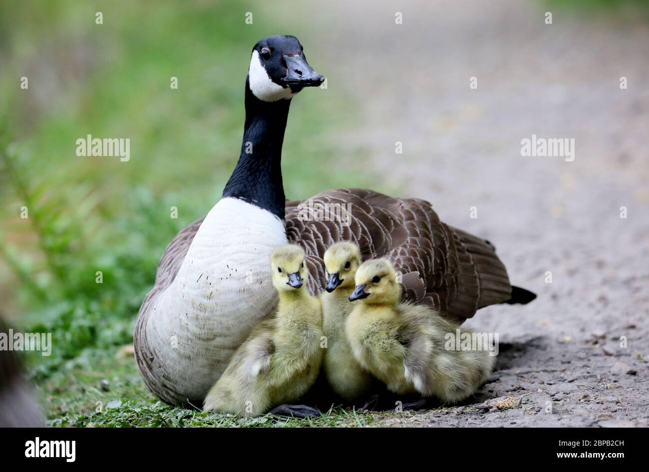 its a baby bury