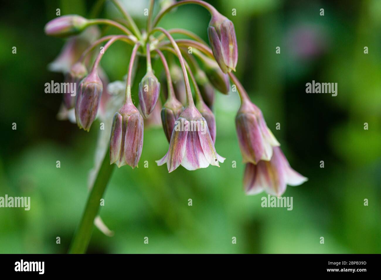The flowers of an Allium Bulgaricum Stock Photo