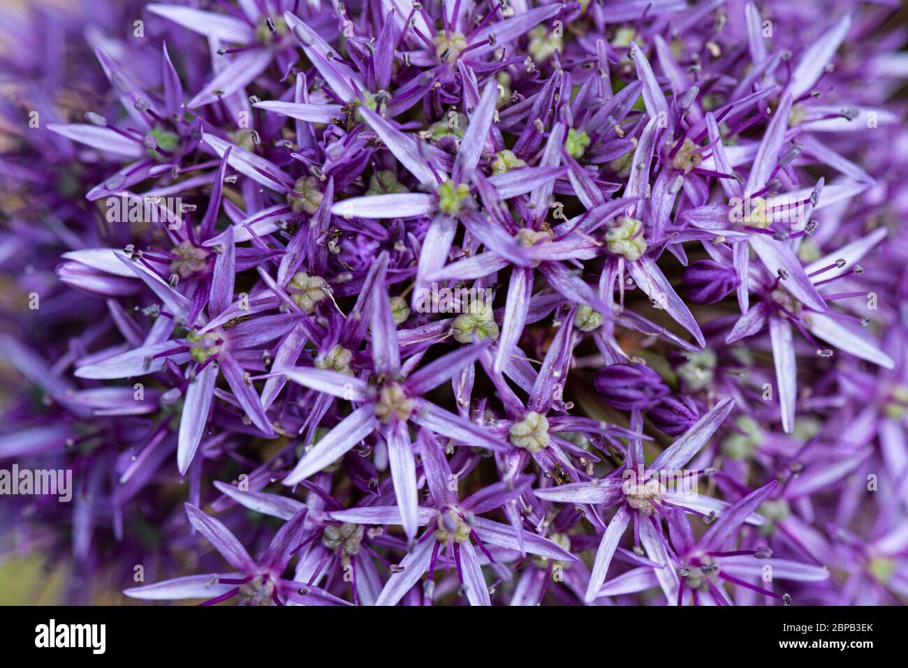A close up of the flower head of an Allium 'Globemaster' Stock Photo