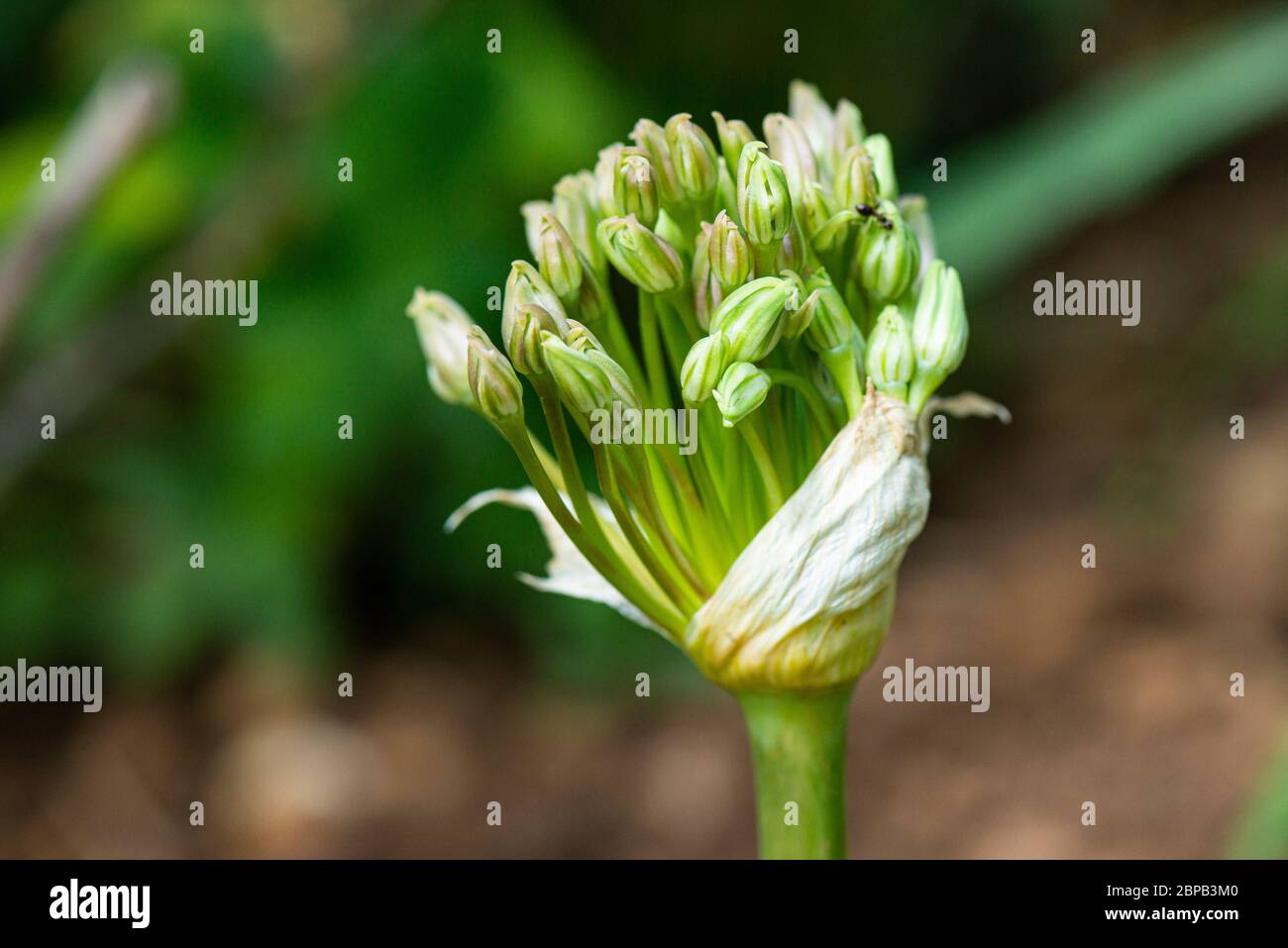 The buds of a Schubert's allium (Allium schubertii) Stock Photo