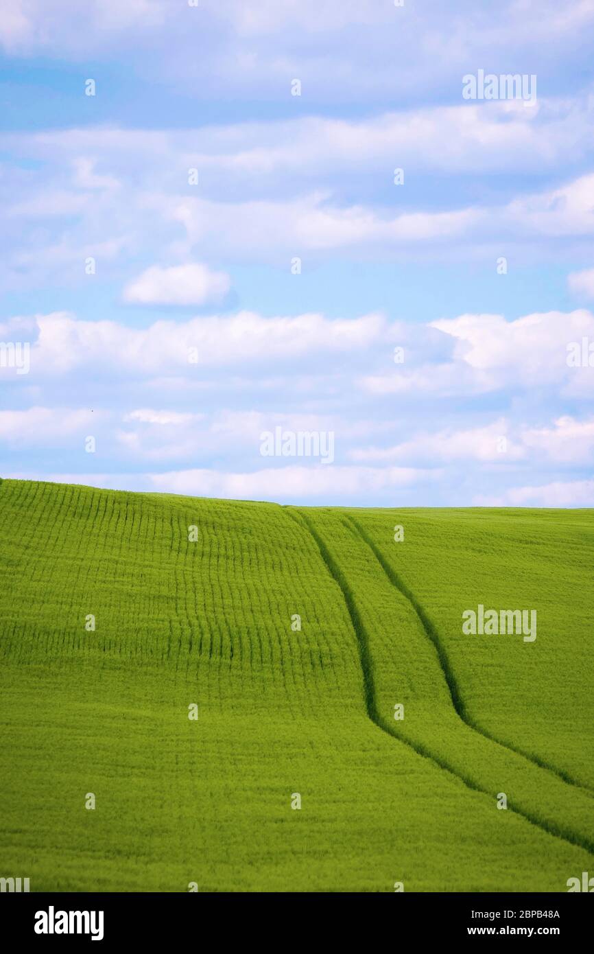 Tire marks across a green hayfield as a farmer uses a tractor to cut the spring hay crop May 12, 2020 in Carroll County, Maryland. Stock Photo