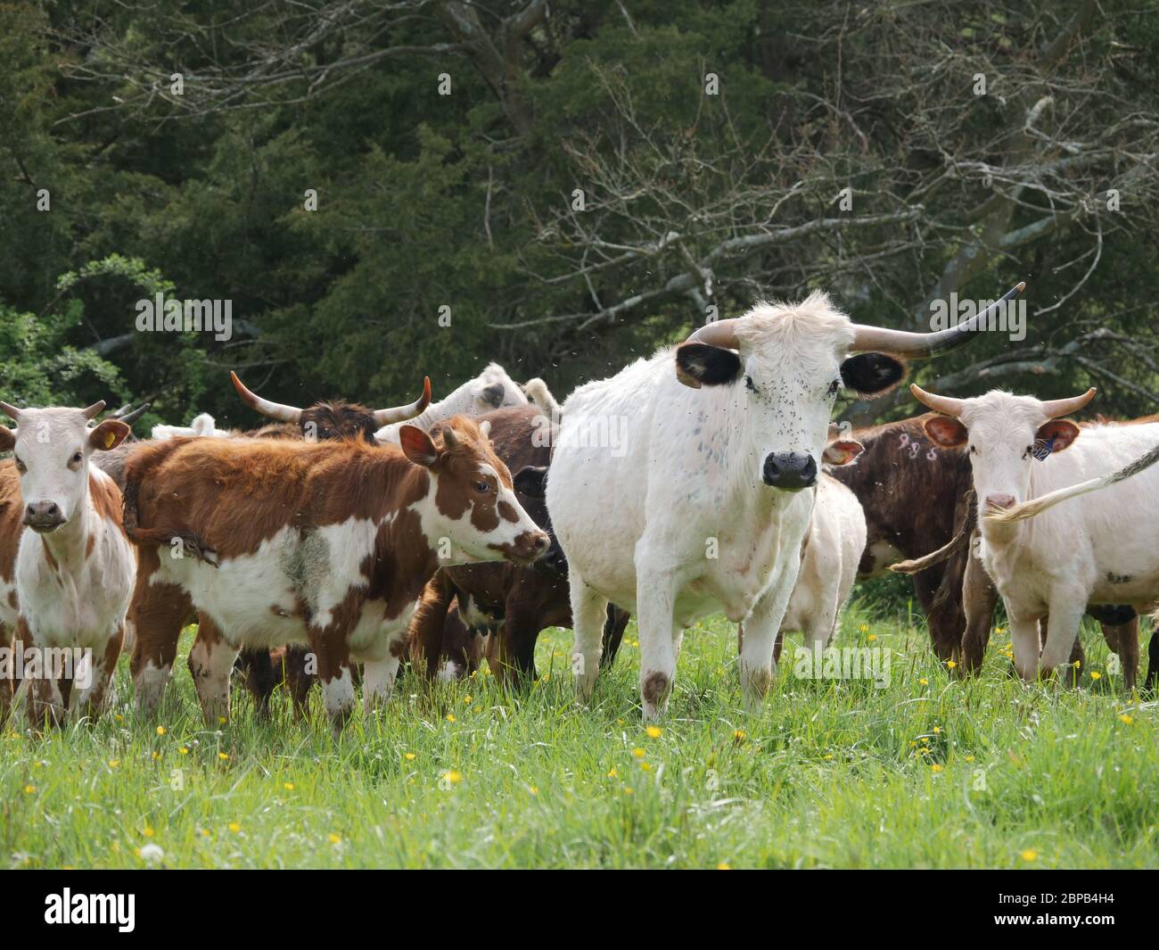 A herd of miniature riding bulls and cattle graze in a field April 29, 2020 in Johnsville, Maryland. Stock Photo